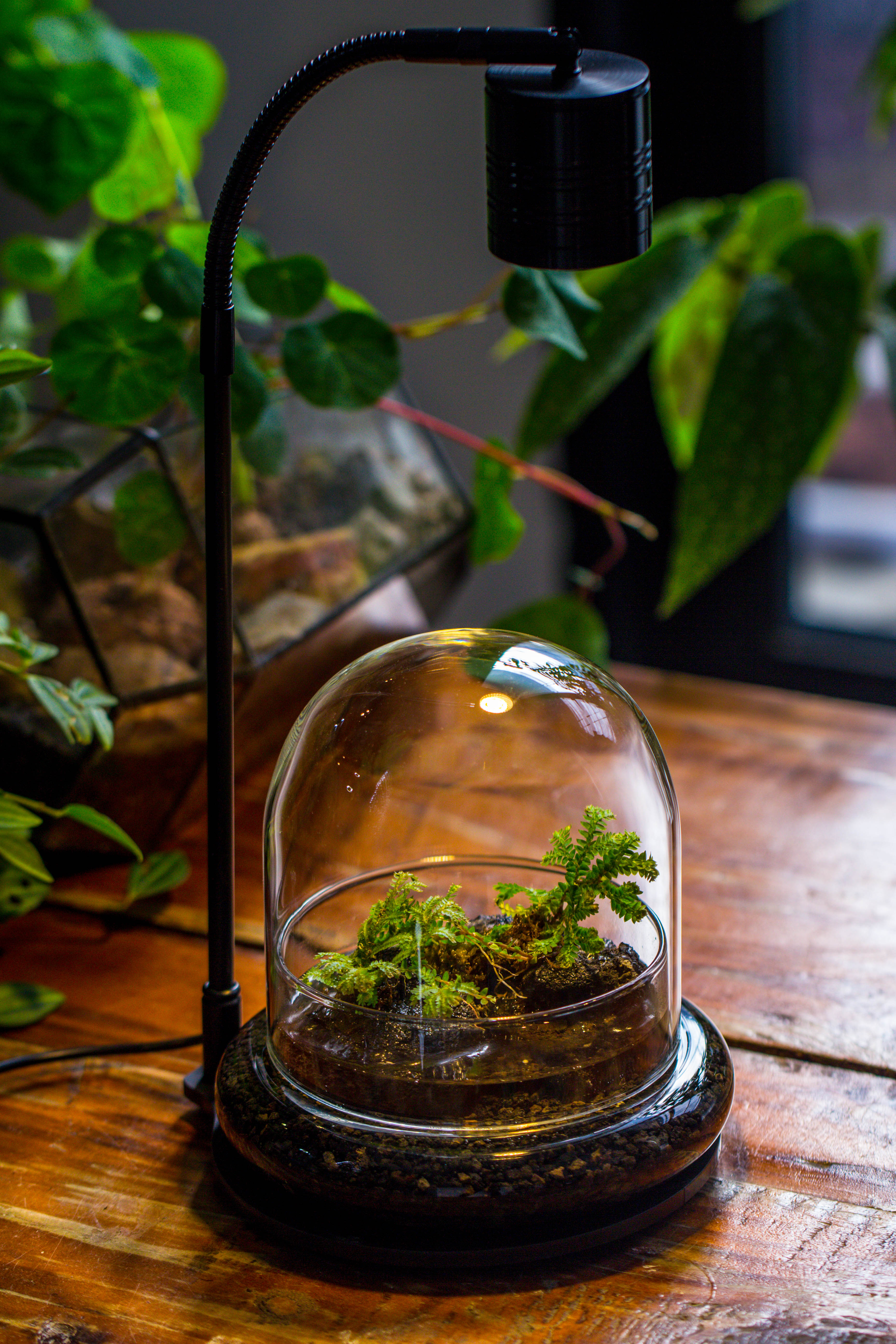 Round Glass Cloche terrarium 12 cm diameter x 12cm height with matching Warm White Spot LED grow Light and base set - NCYPgarden