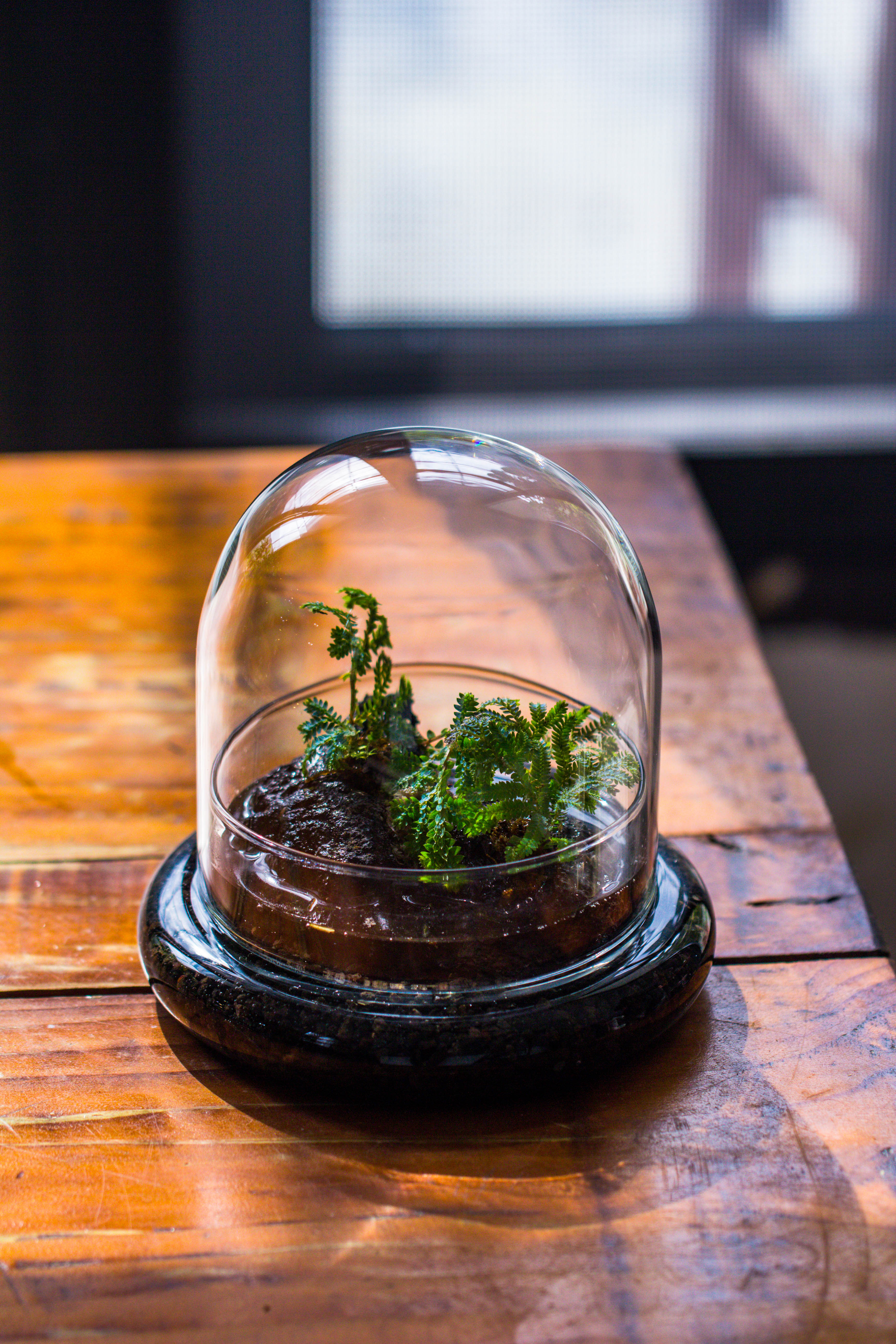 Round Glass Cloche terrarium 12 cm diameter x 12cm height with matching Warm White Spot LED grow Light and base set - NCYPgarden