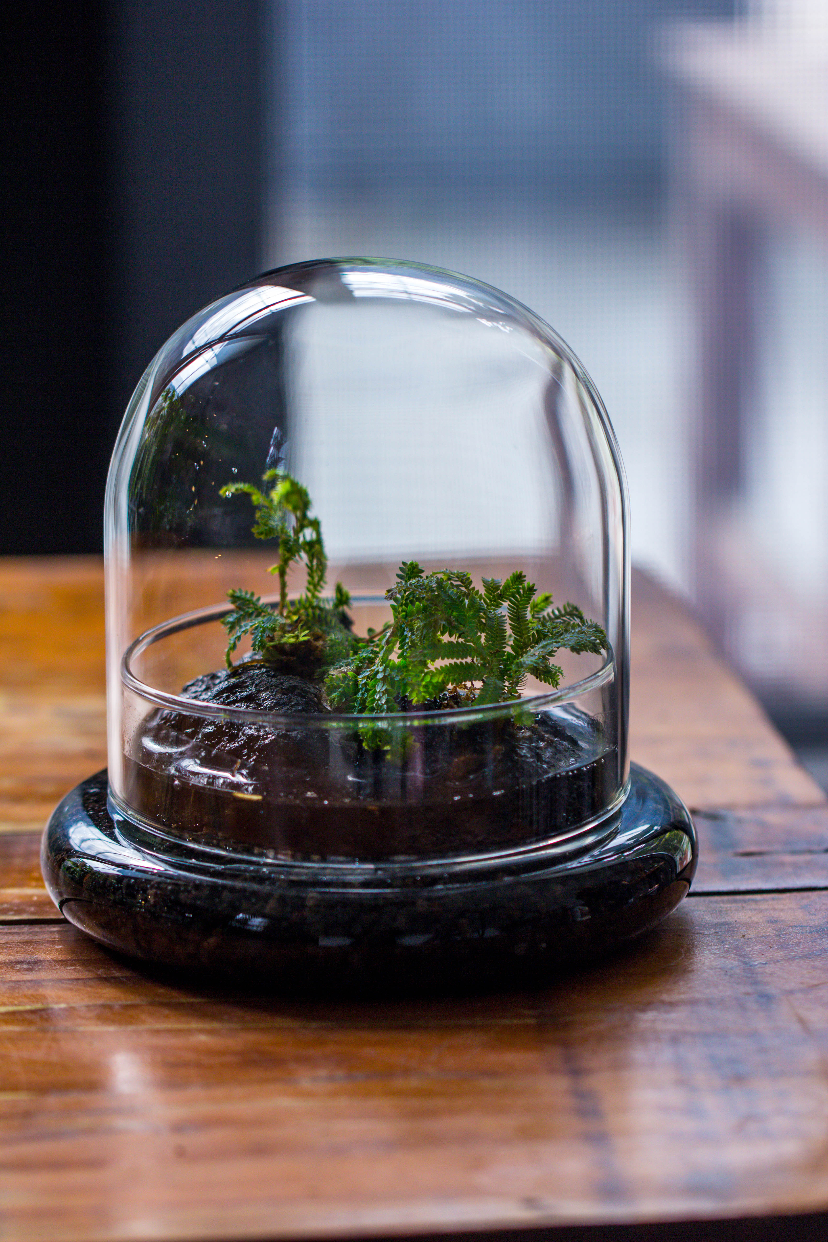 Round Glass Cloche terrarium 12 cm diameter x 12cm height with matching Warm White Spot LED grow Light and base set - NCYPgarden