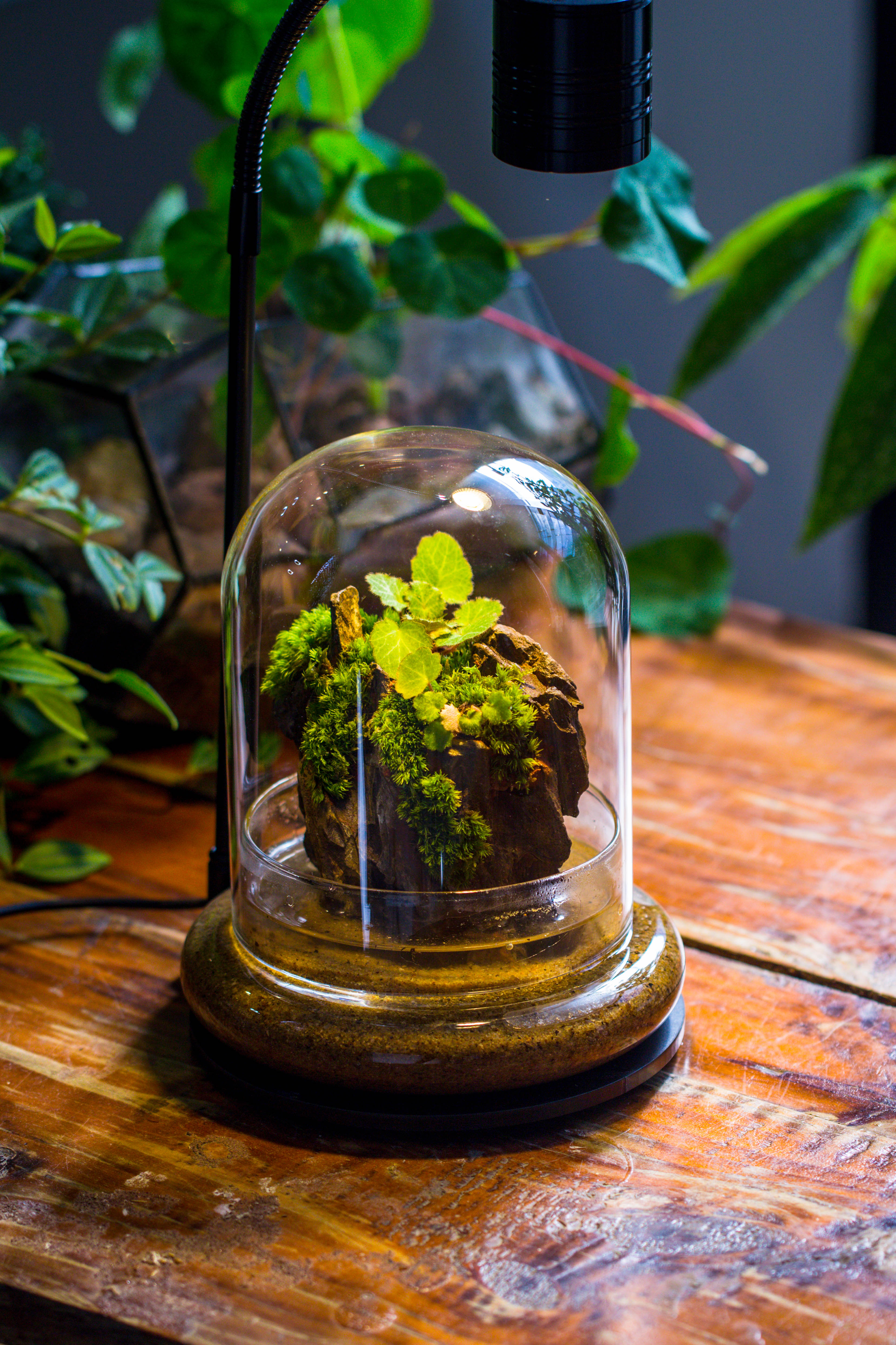 Round Glass Cloche terrarium 12 cm diameter x 15cm height with matching Warm White Spot LED grow Light and base set - NCYPgarden