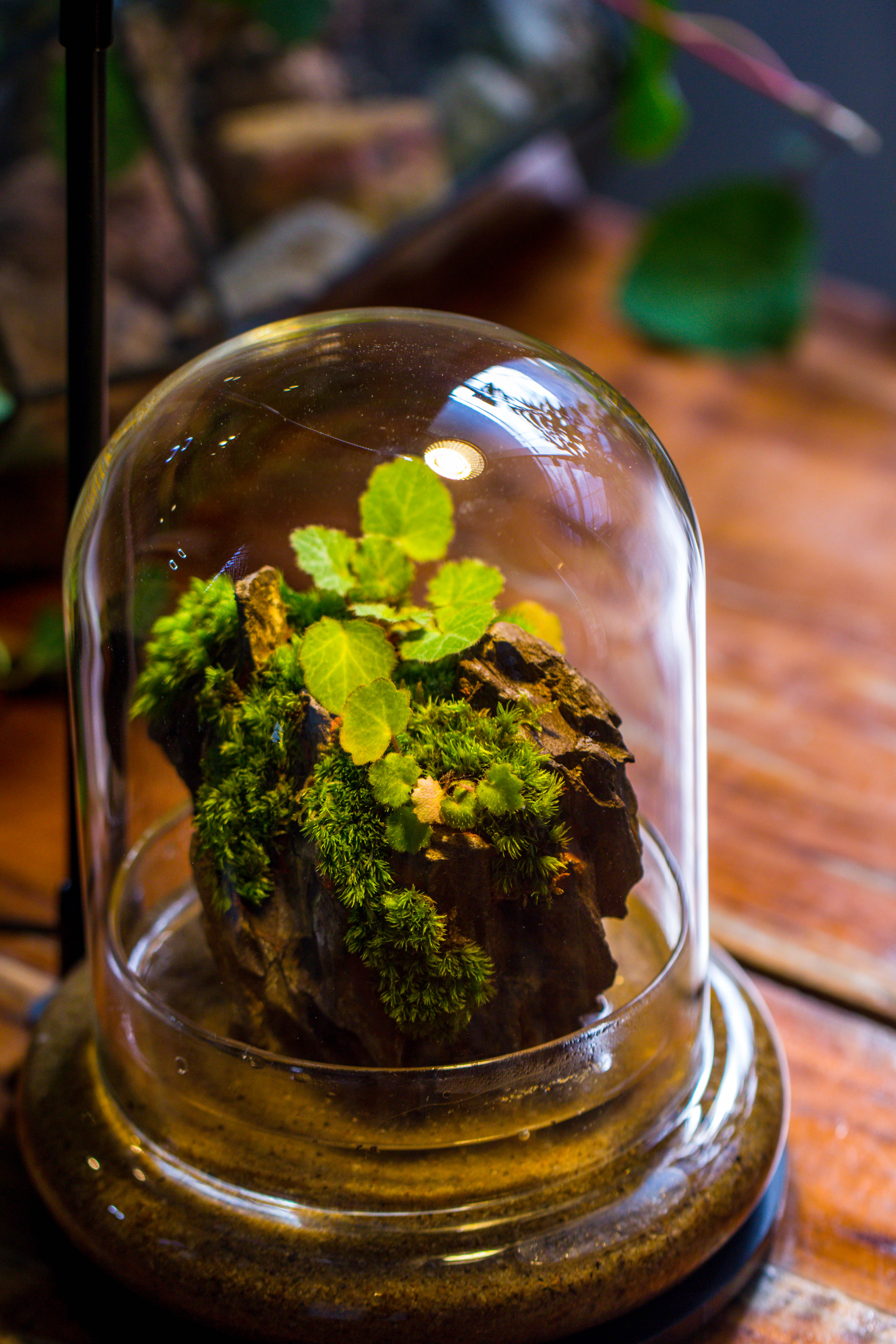 Round Glass Cloche terrarium 12 cm diameter x 15cm height with matching Warm White Spot LED grow Light and base set - NCYPgarden