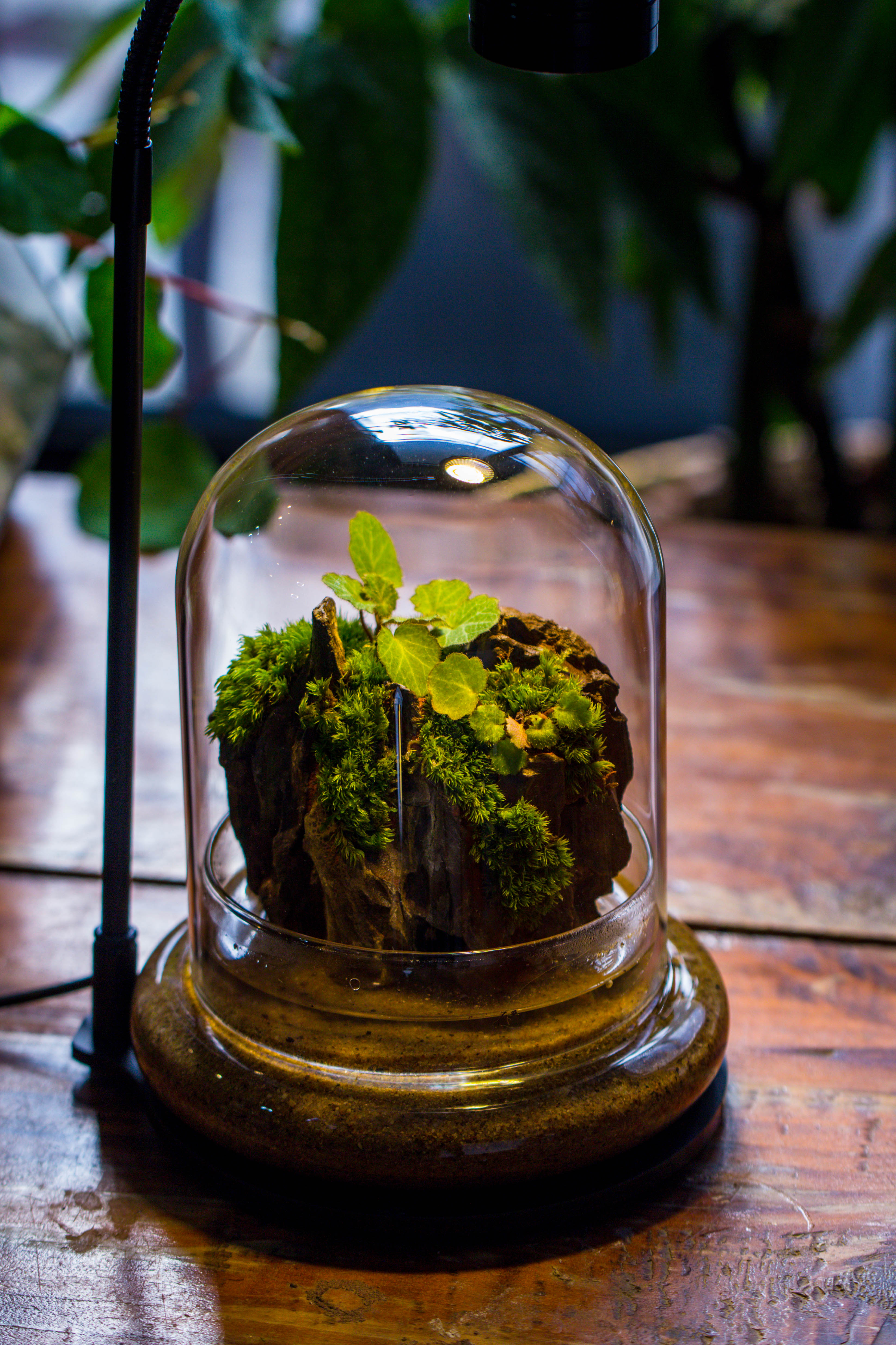 Round Glass Cloche terrarium 12 cm diameter x 15cm height with matching Warm White Spot LED grow Light and base set - NCYPgarden