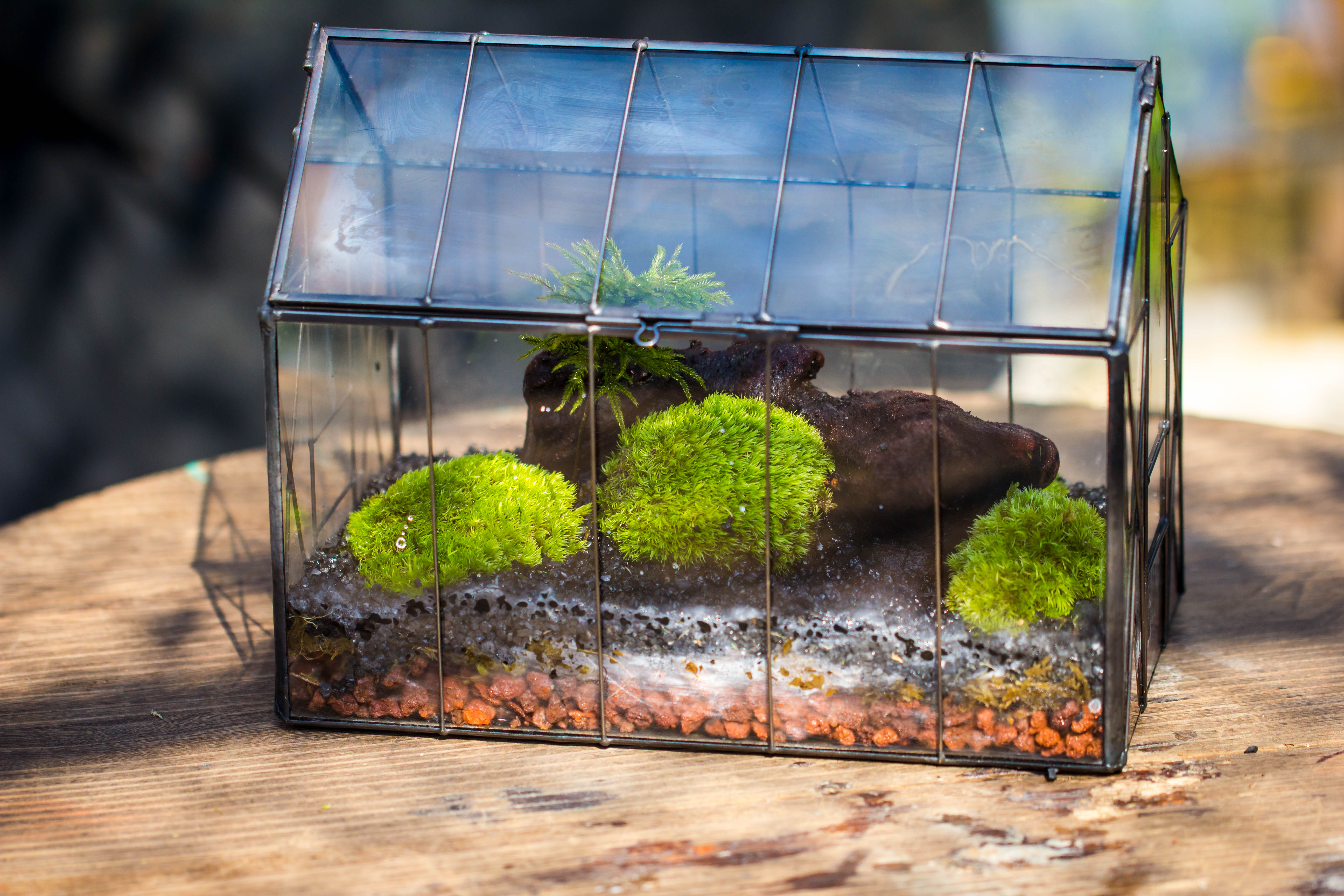 Vintge Greenhouse inspired tin and glass geometric terrarium Terarium, Close, for moss, fern, shade plants, micro landscape - NCYPgarden