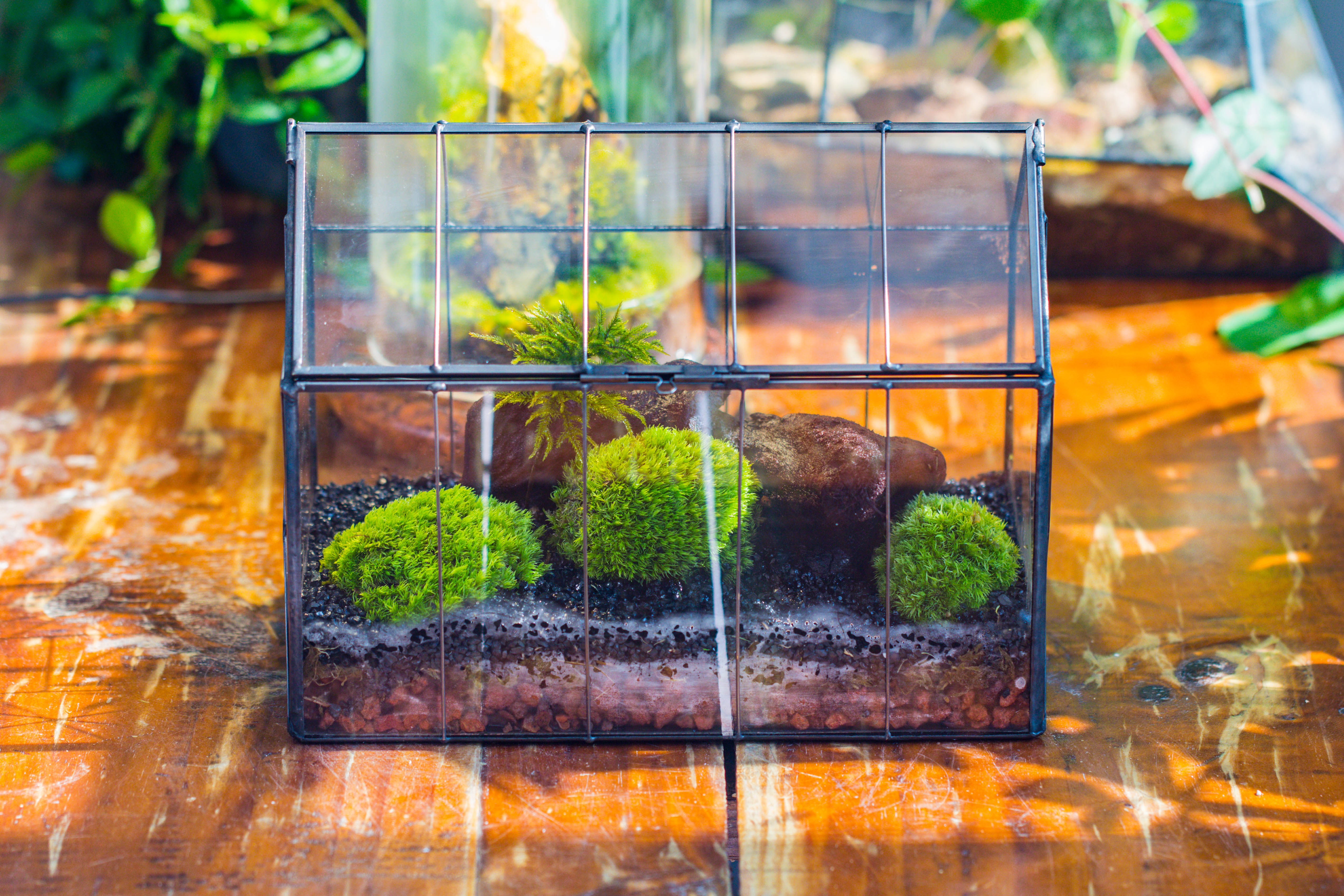 Vintge Greenhouse inspired tin and glass geometric terrarium Terarium, Close, for moss, fern, shade plants, micro landscape - NCYPgarden