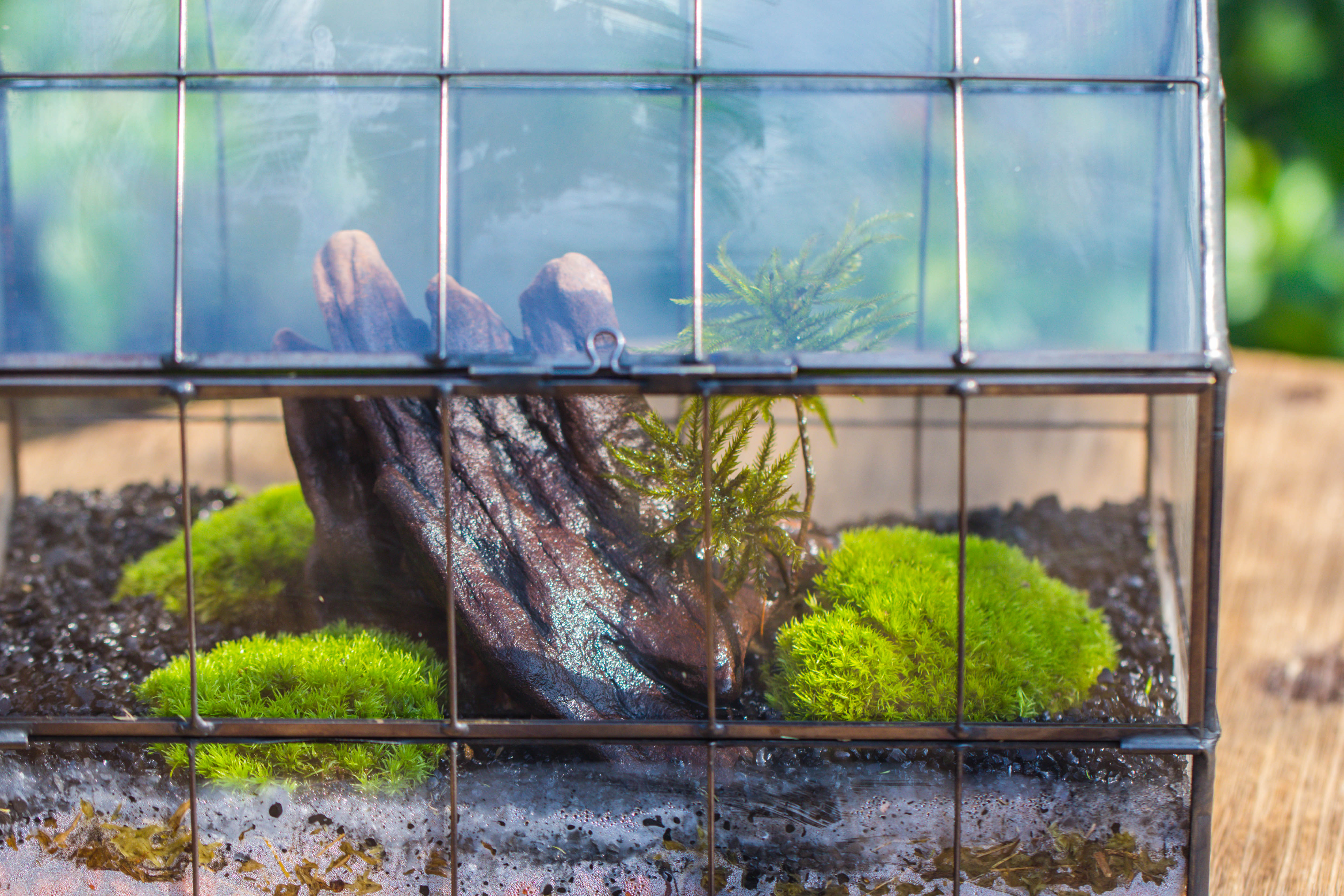 Vintge Greenhouse inspired tin and glass geometric Terarium, side door, Close, for moss, fern, shade plants, micro landscape - NCYPgarden