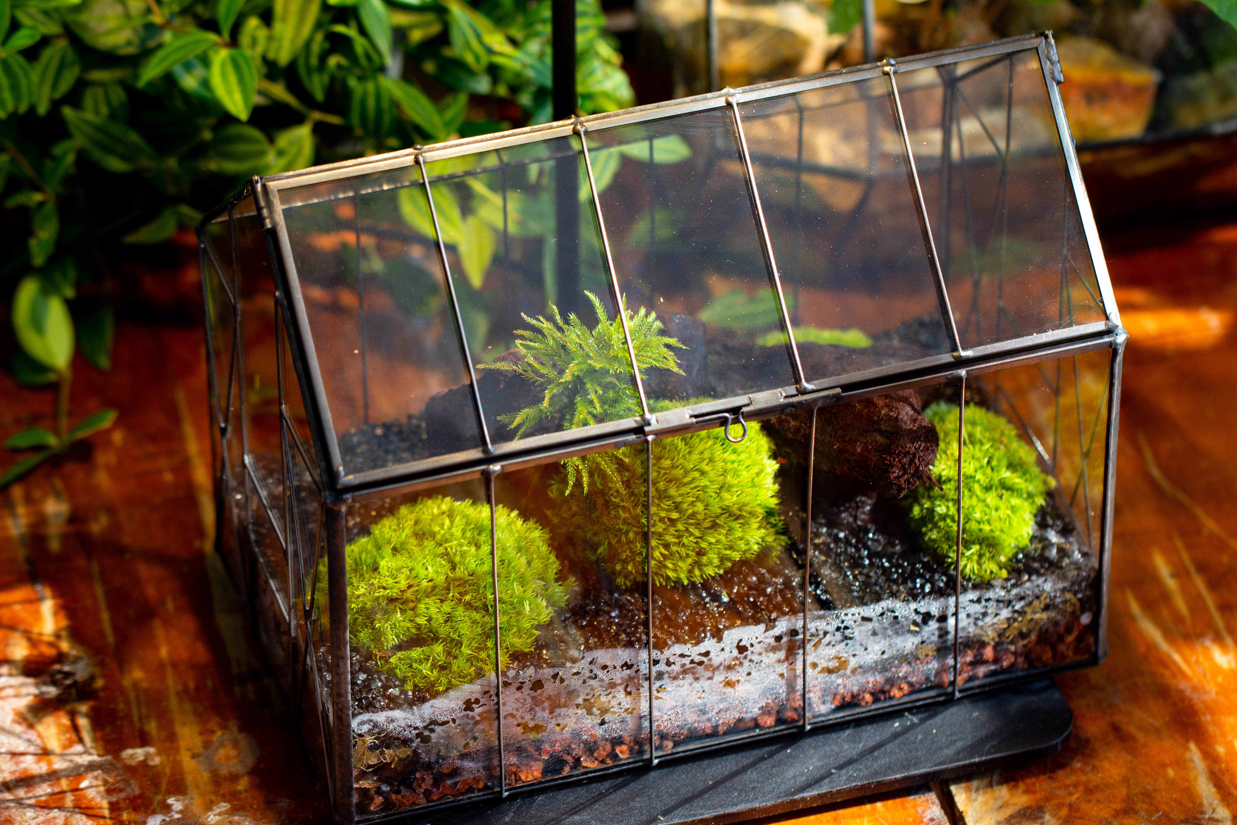 Vintge Greenhouse inspired tin and glass geometric terrarium Terarium, Close, for moss, fern, shade plants, micro landscape - NCYPgarden