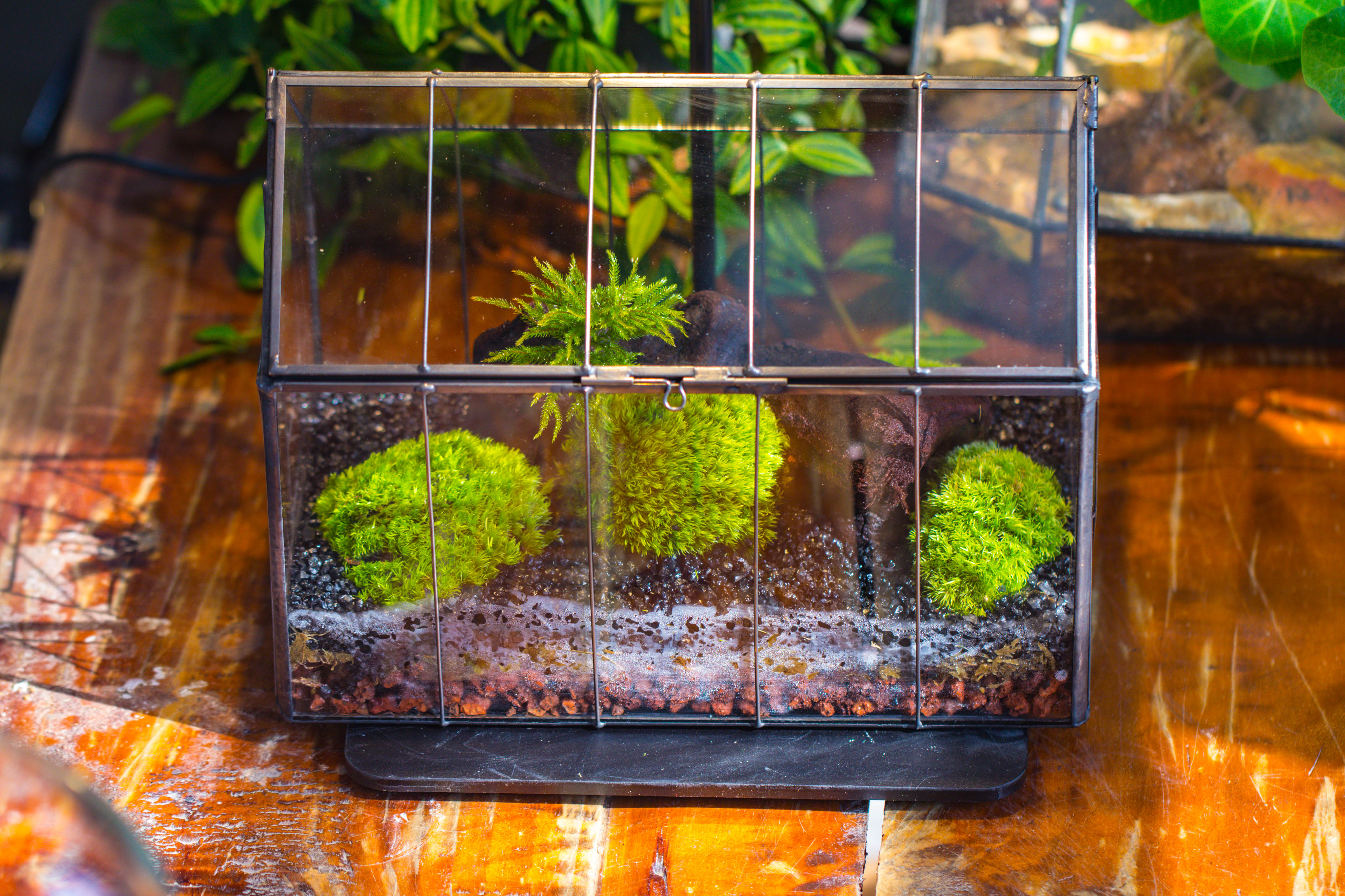 Vintge Greenhouse inspired tin and glass geometric terrarium Terarium, Close, for moss, fern, shade plants, micro landscape - NCYPgarden