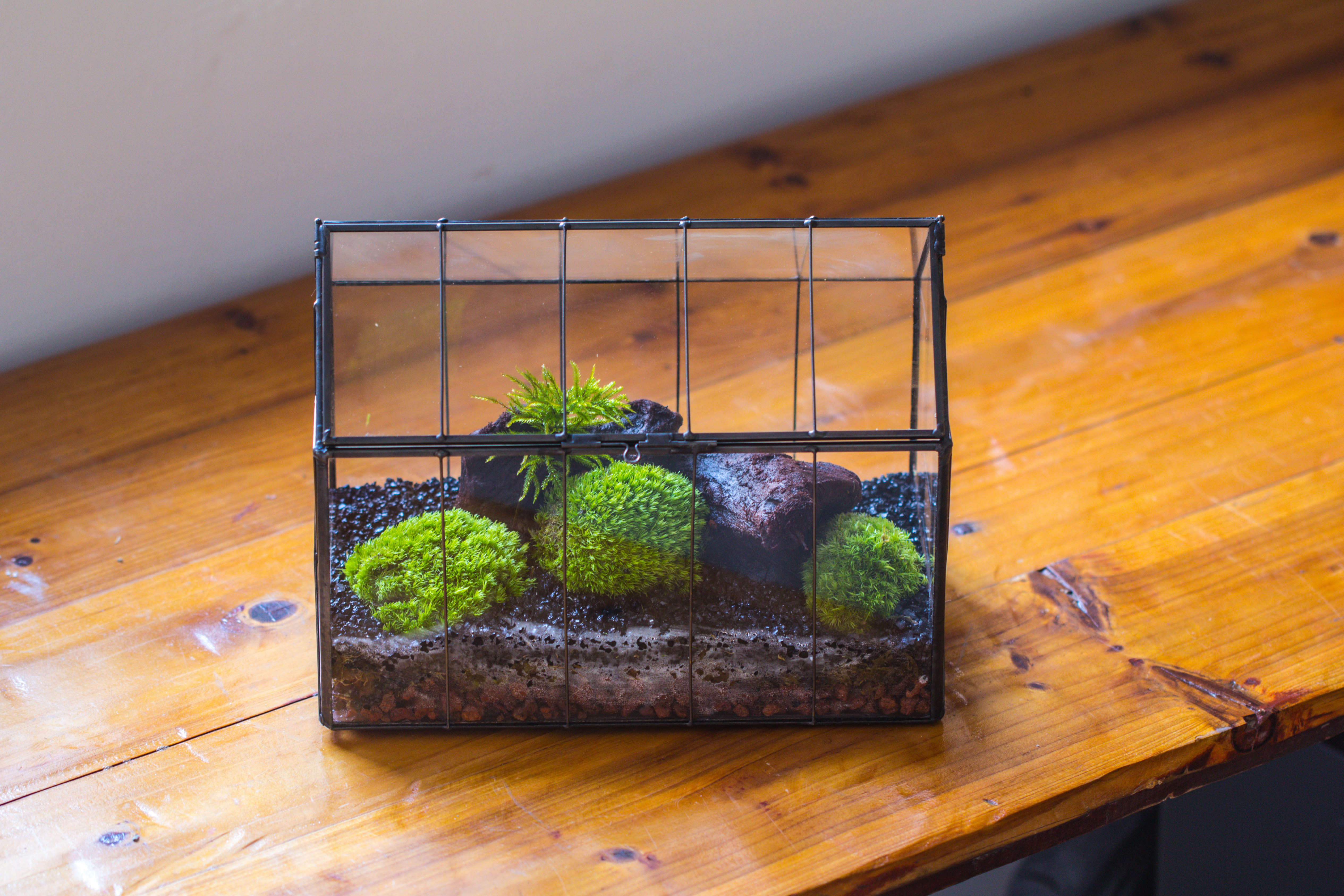 Vintge Greenhouse inspired tin and glass geometric terrarium Terarium, Close, for moss, fern, shade plants, micro landscape - NCYPgarden