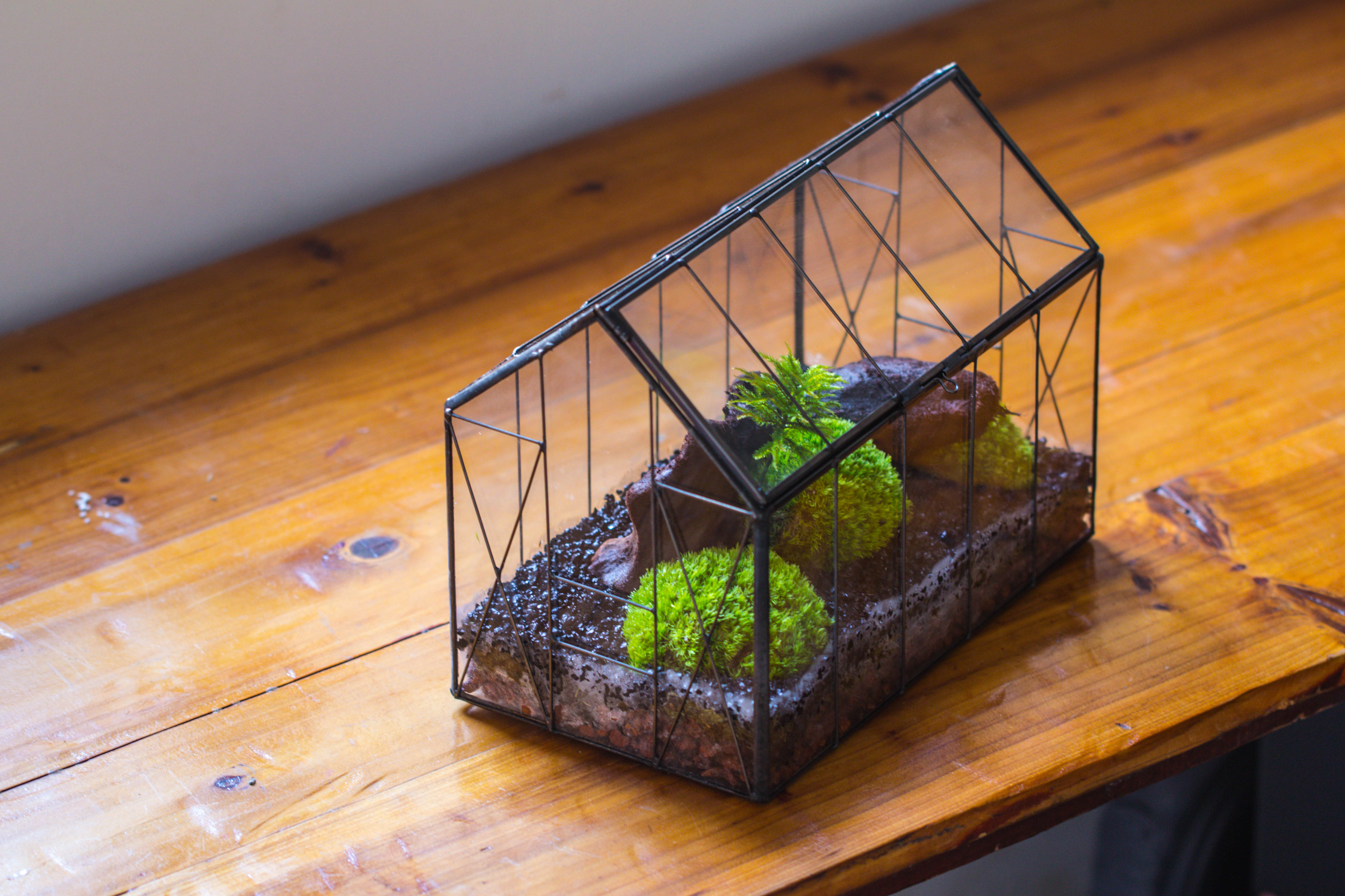 Vintge Greenhouse inspired tin and glass geometric terrarium Terarium, Close, for moss, fern, shade plants, micro landscape - NCYPgarden