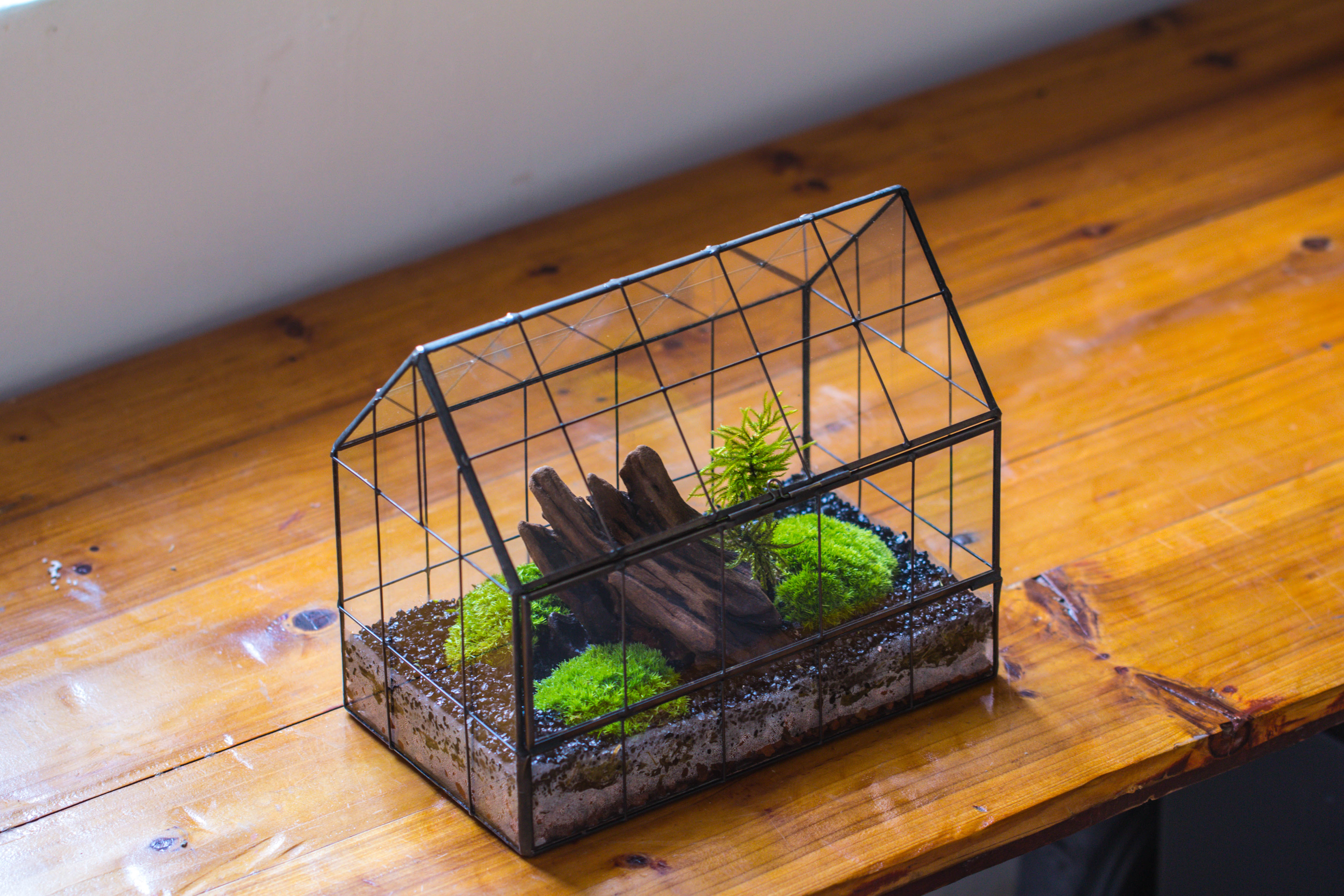 Vintge Greenhouse inspired tin and glass geometric Terarium, side door, Close, for moss, fern, shade plants, micro landscape - NCYPgarden