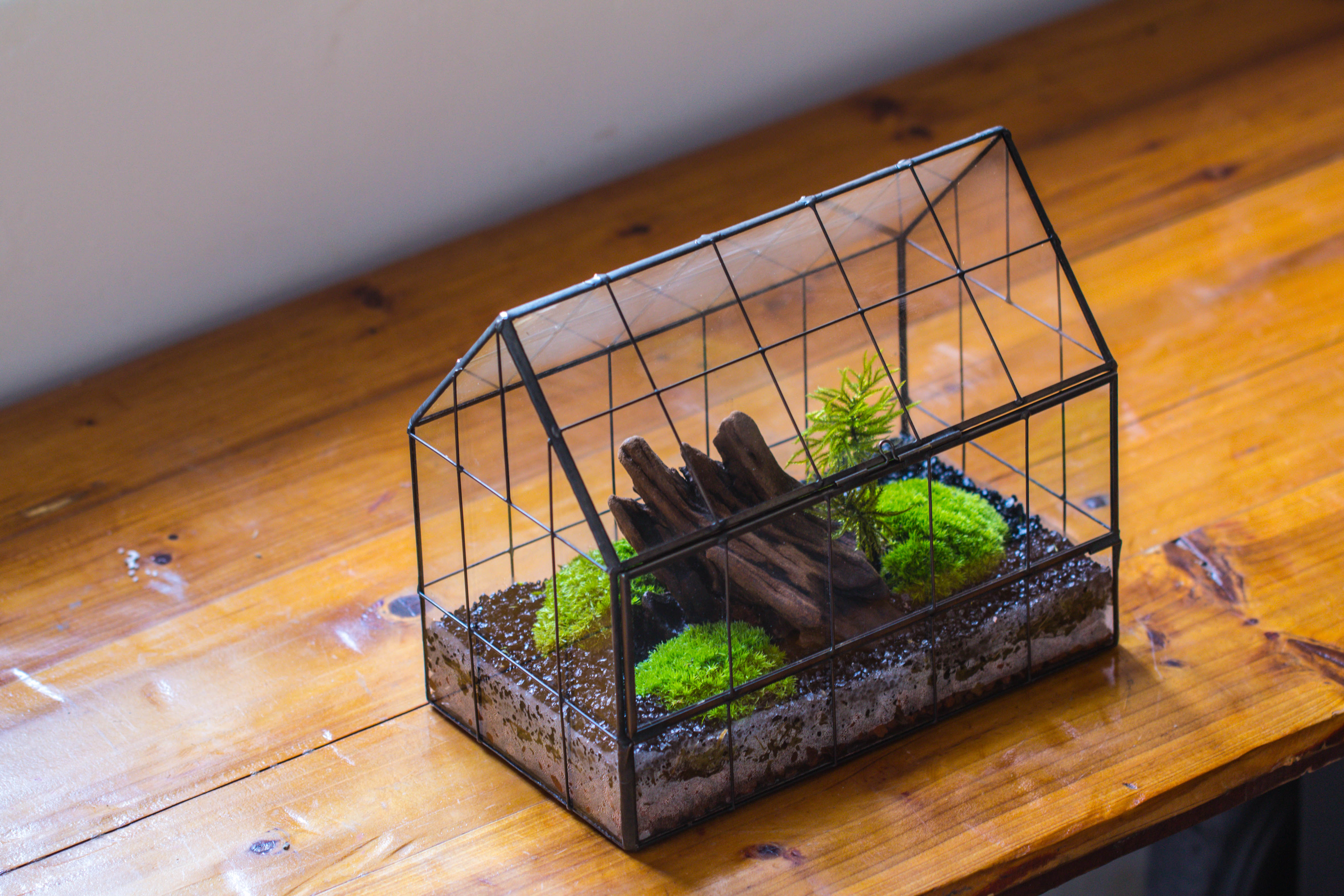 Vintge Greenhouse inspired tin and glass geometric Terarium, side door, Close, for moss, fern, shade plants, micro landscape - NCYPgarden