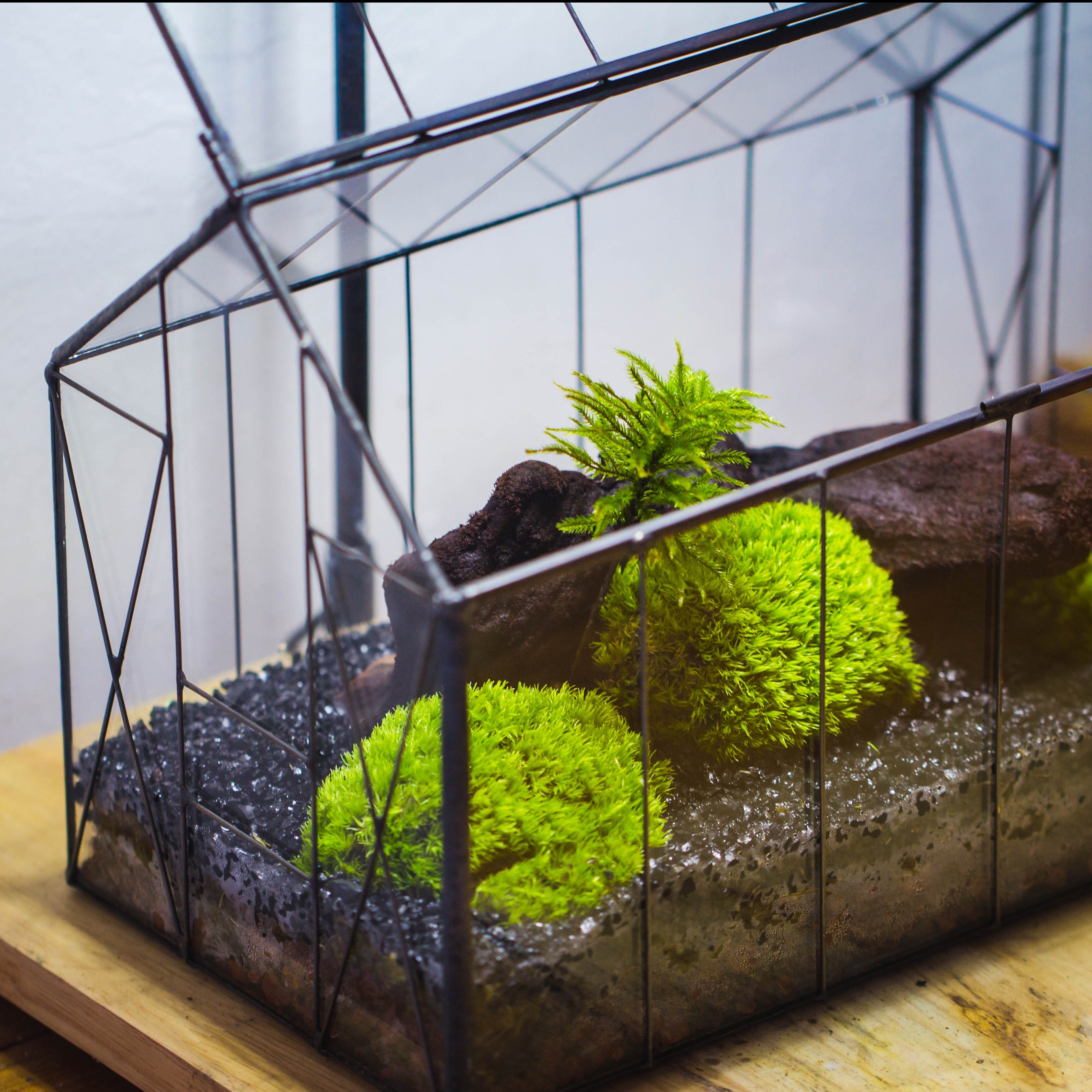 Vintge Greenhouse inspired tin and glass geometric terrarium Terarium, Close, for moss, fern, shade plants, micro landscape - NCYPgarden