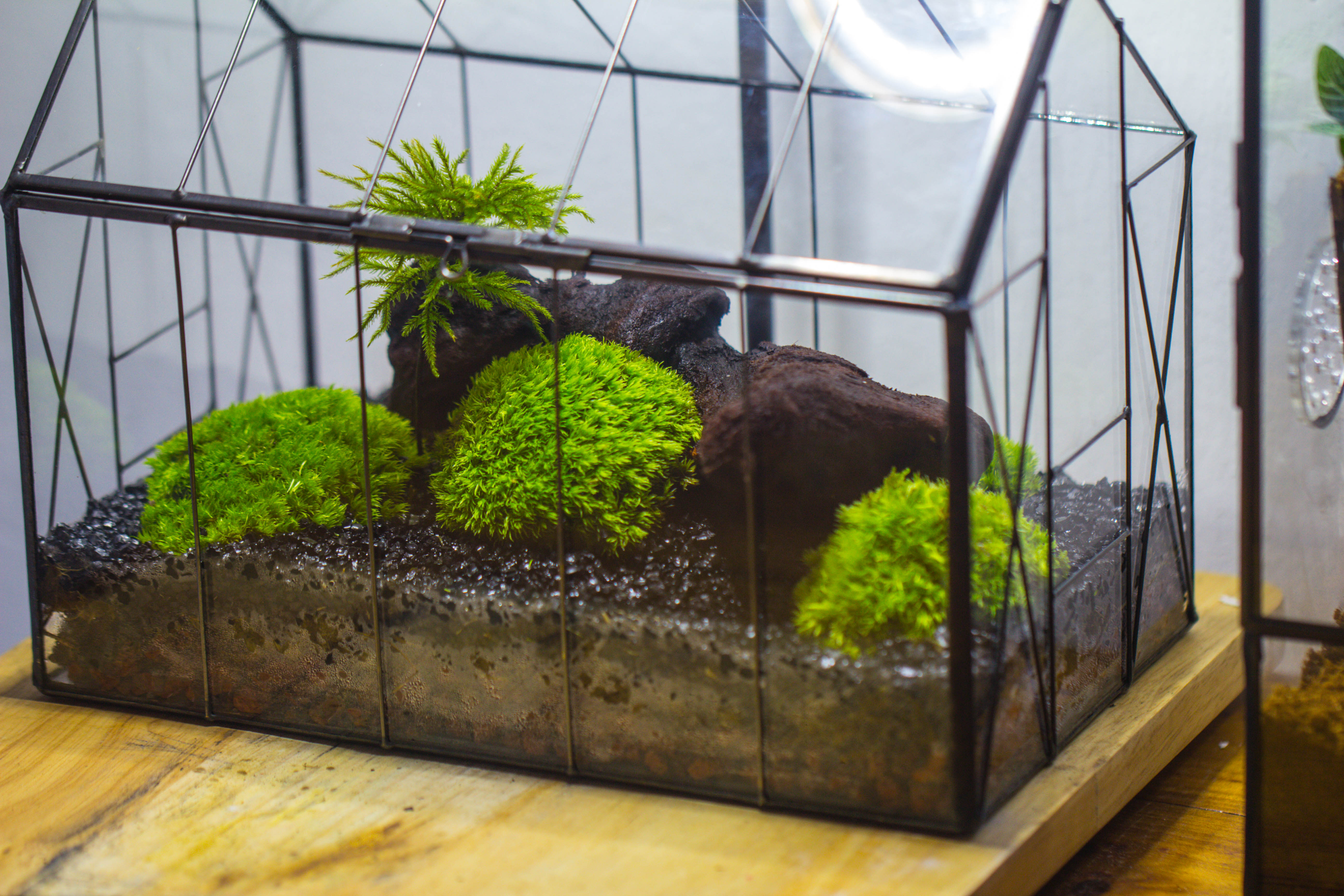 Vintge Greenhouse inspired tin and glass geometric terrarium Terarium, Close, for moss, fern, shade plants, micro landscape - NCYPgarden