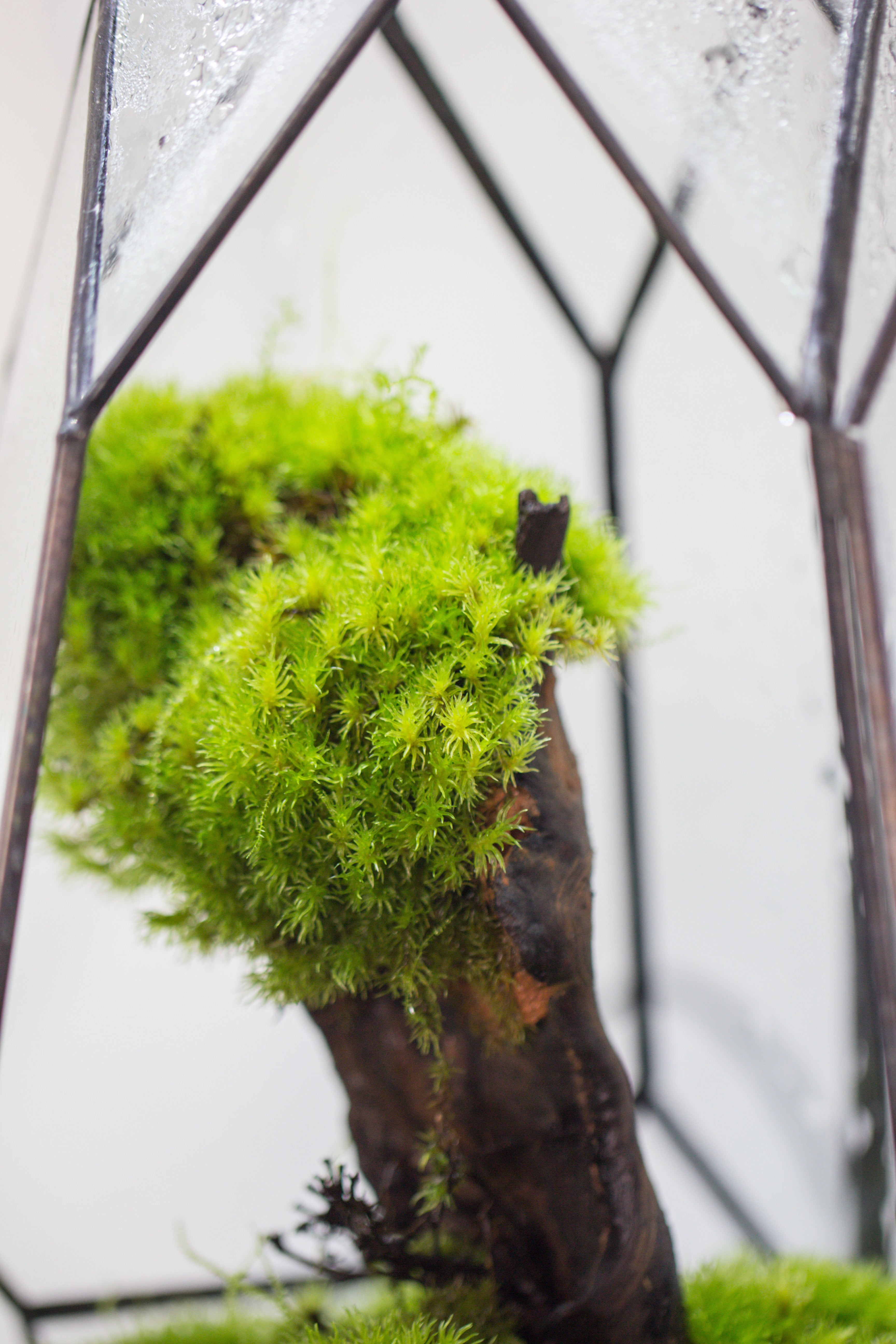 20x30cm  multiple pieces dry Leucobryum moss will regreen, for terrarium, micro landscape - NCYPgarden