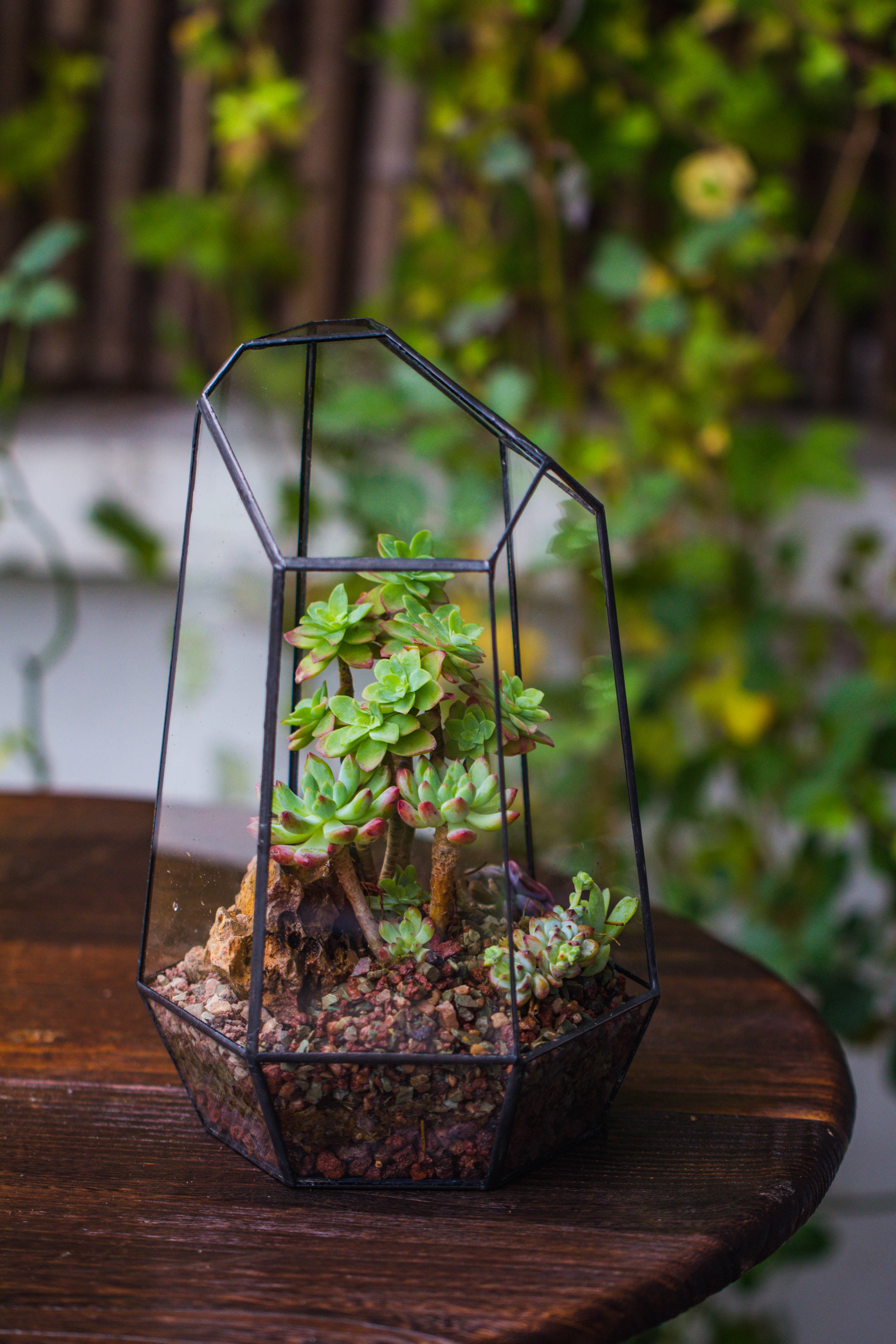 Handmade Irregular Tall Black Glass Geometric Terrarium Various Size for Succulents Moss Airplants - NCYPgarden