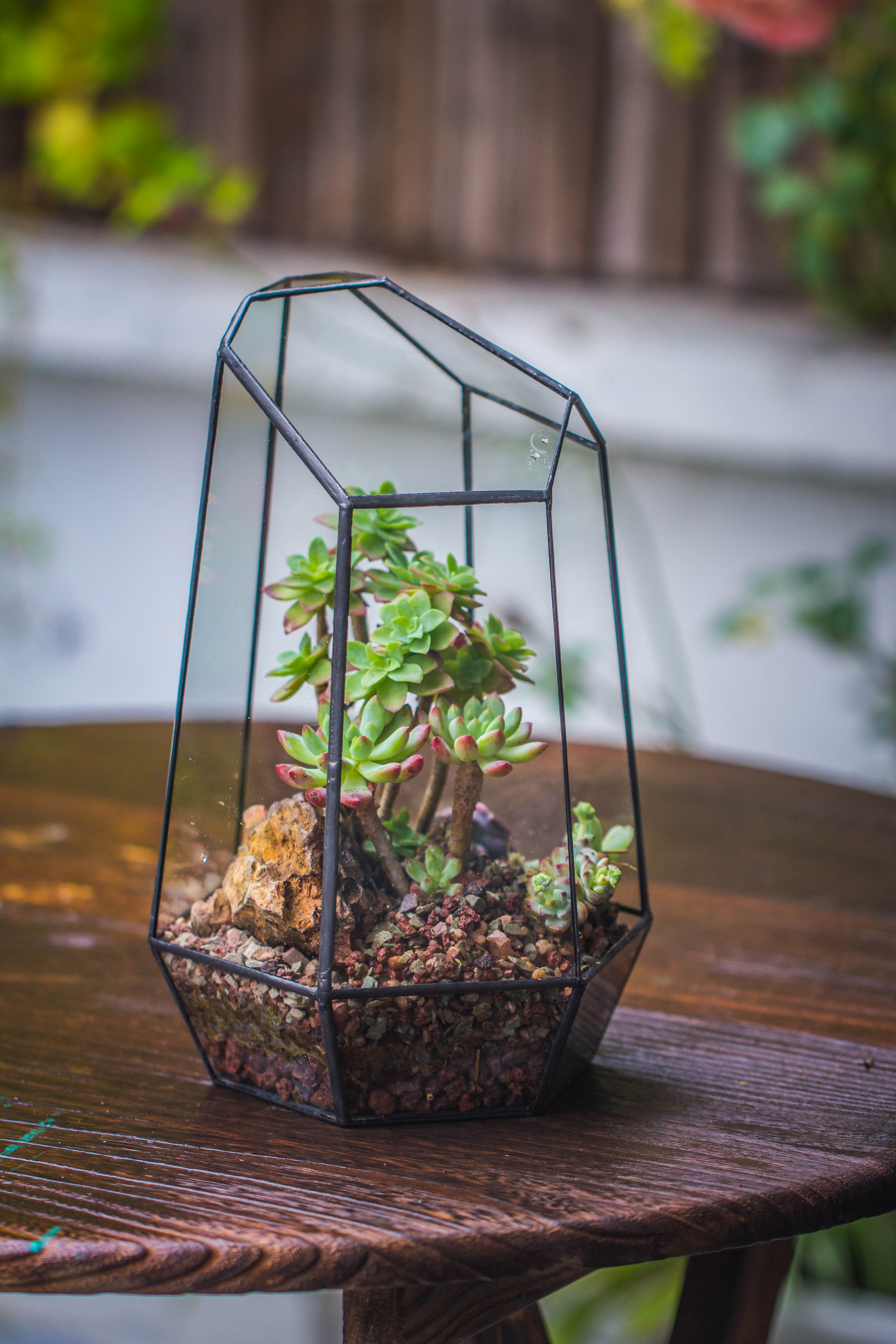 Handmade Irregular Tall Black Glass Geometric Terrarium Various Size for Succulents Moss Airplants - NCYPgarden