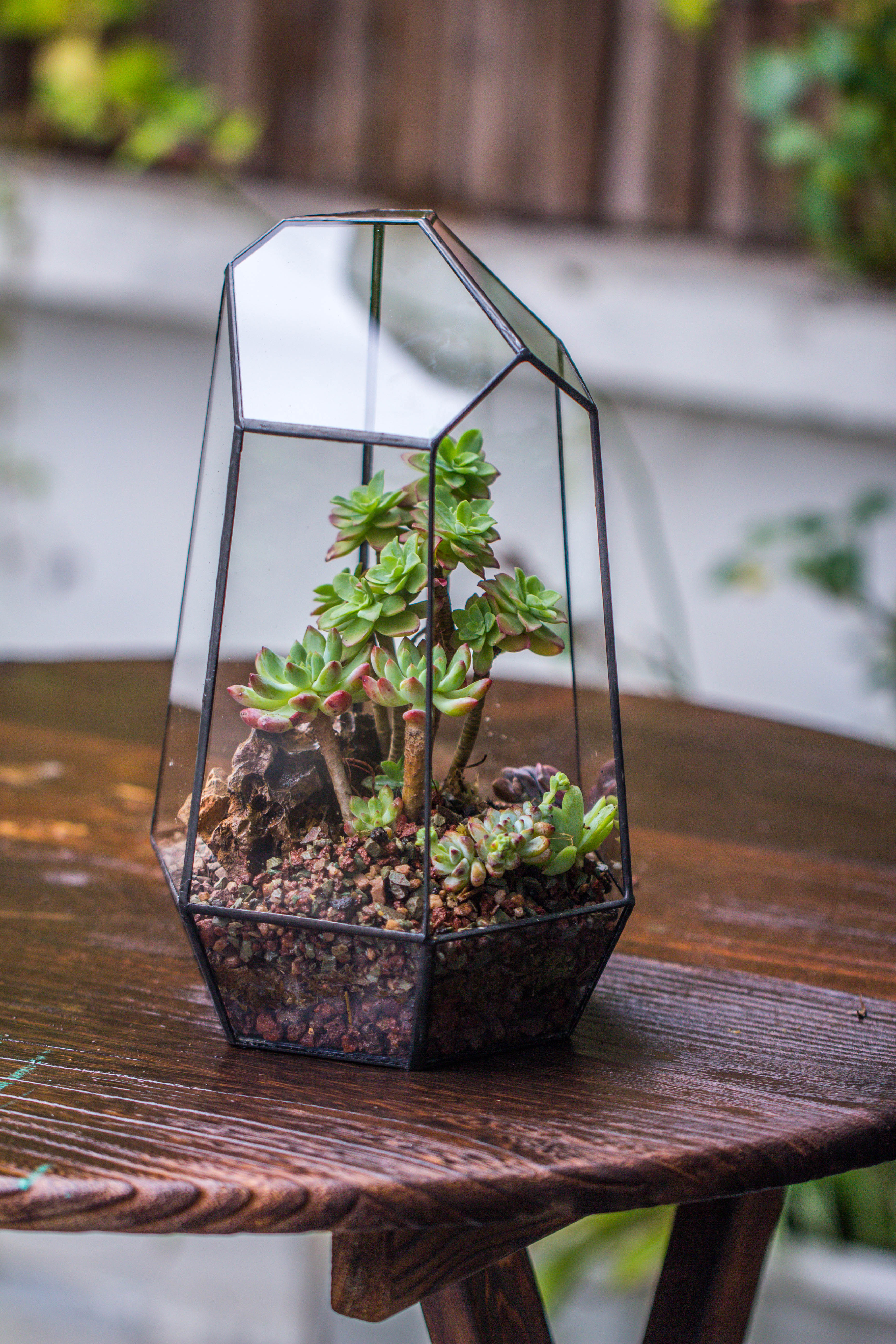 Handmade Irregular Tall Black Glass Geometric Terrarium Various Size for Succulents Moss Airplants - NCYPgarden