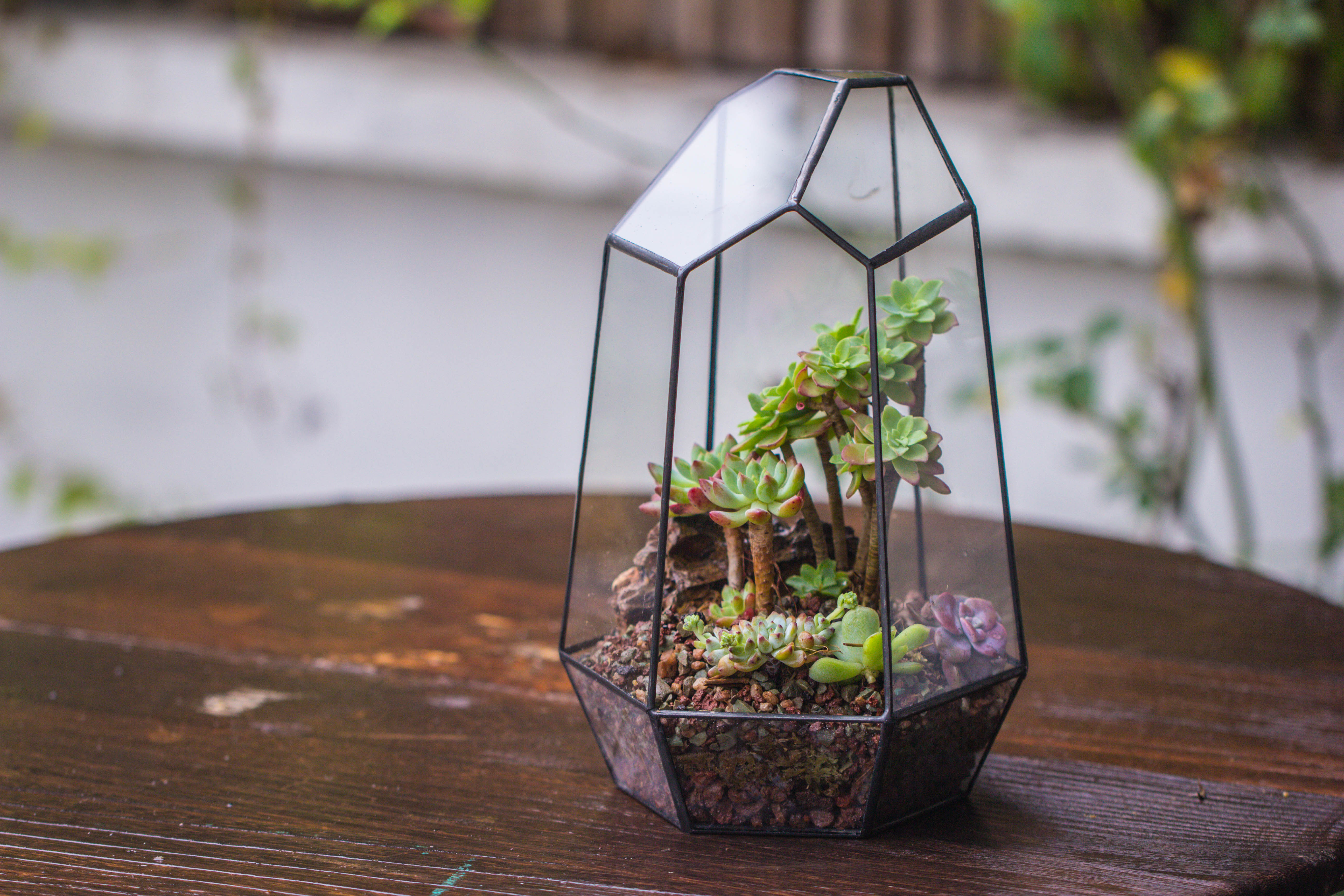 Handmade Irregular Tall Black Glass Geometric Terrarium Various Size for Succulents Moss Airplants - NCYPgarden