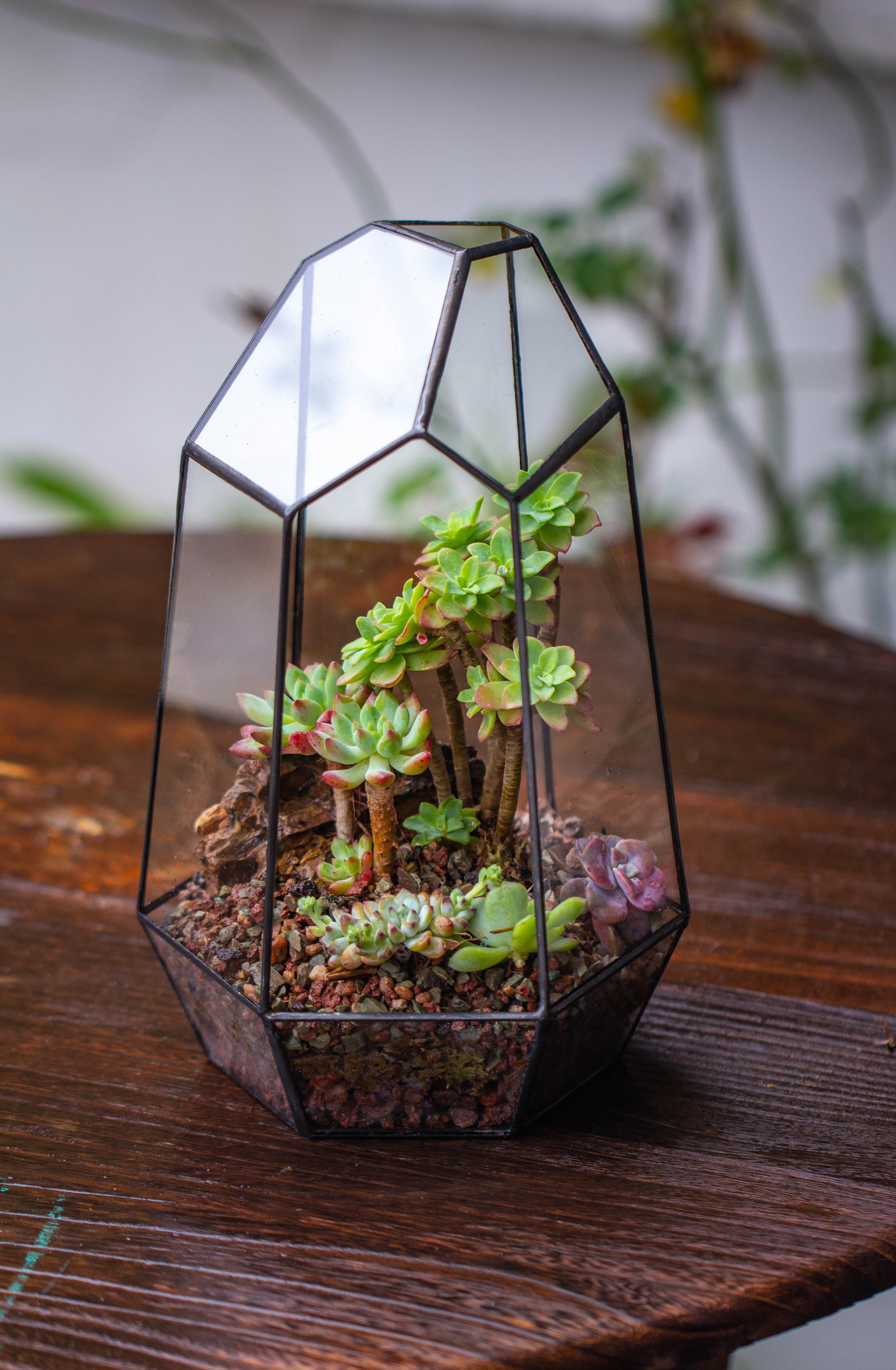 Handmade Irregular Tall Black Glass Geometric Terrarium Various Size for Succulents Moss Airplants - NCYPgarden