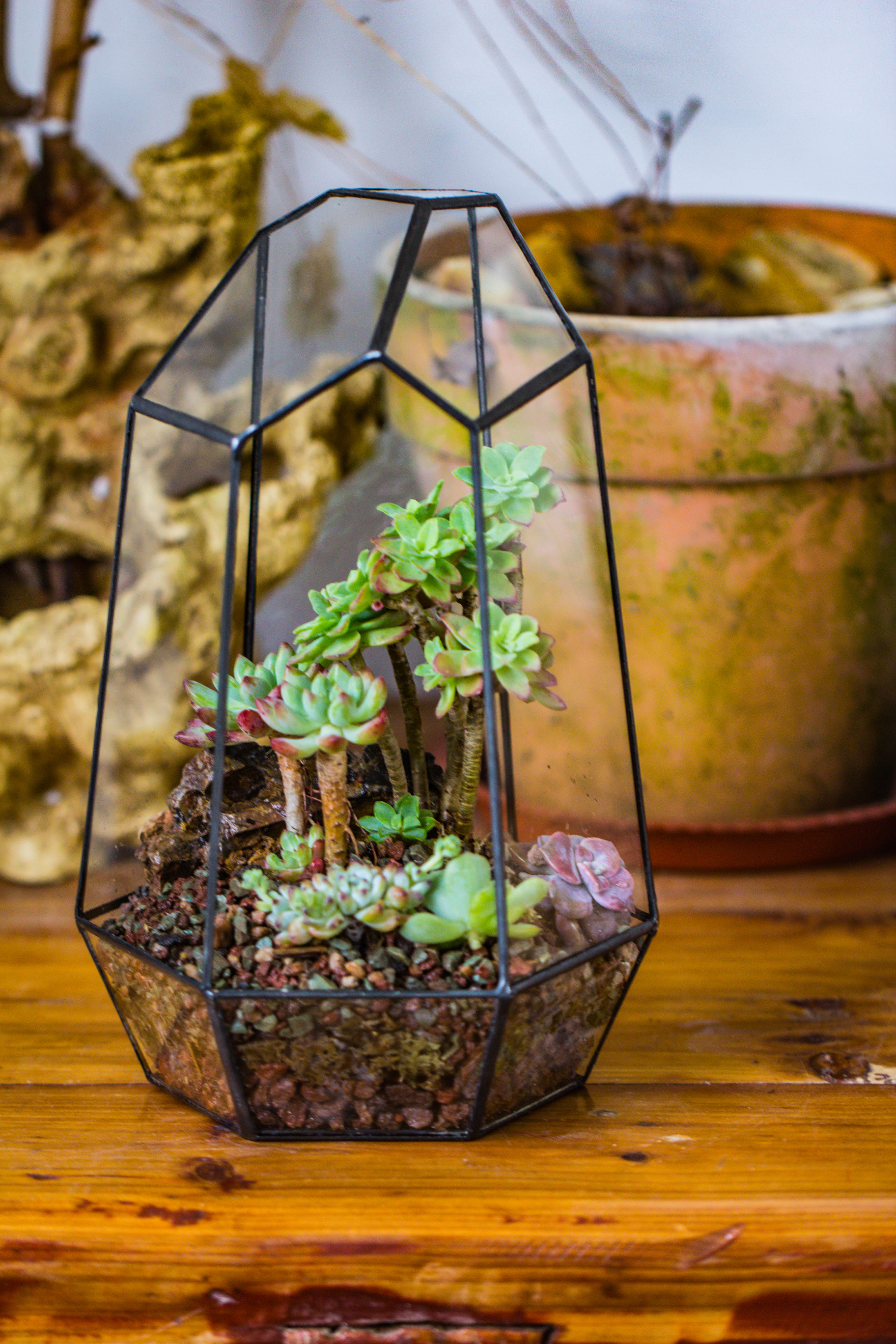 Handmade Irregular Tall Black Glass Geometric Terrarium Various Size for Succulents Moss Airplants - NCYPgarden