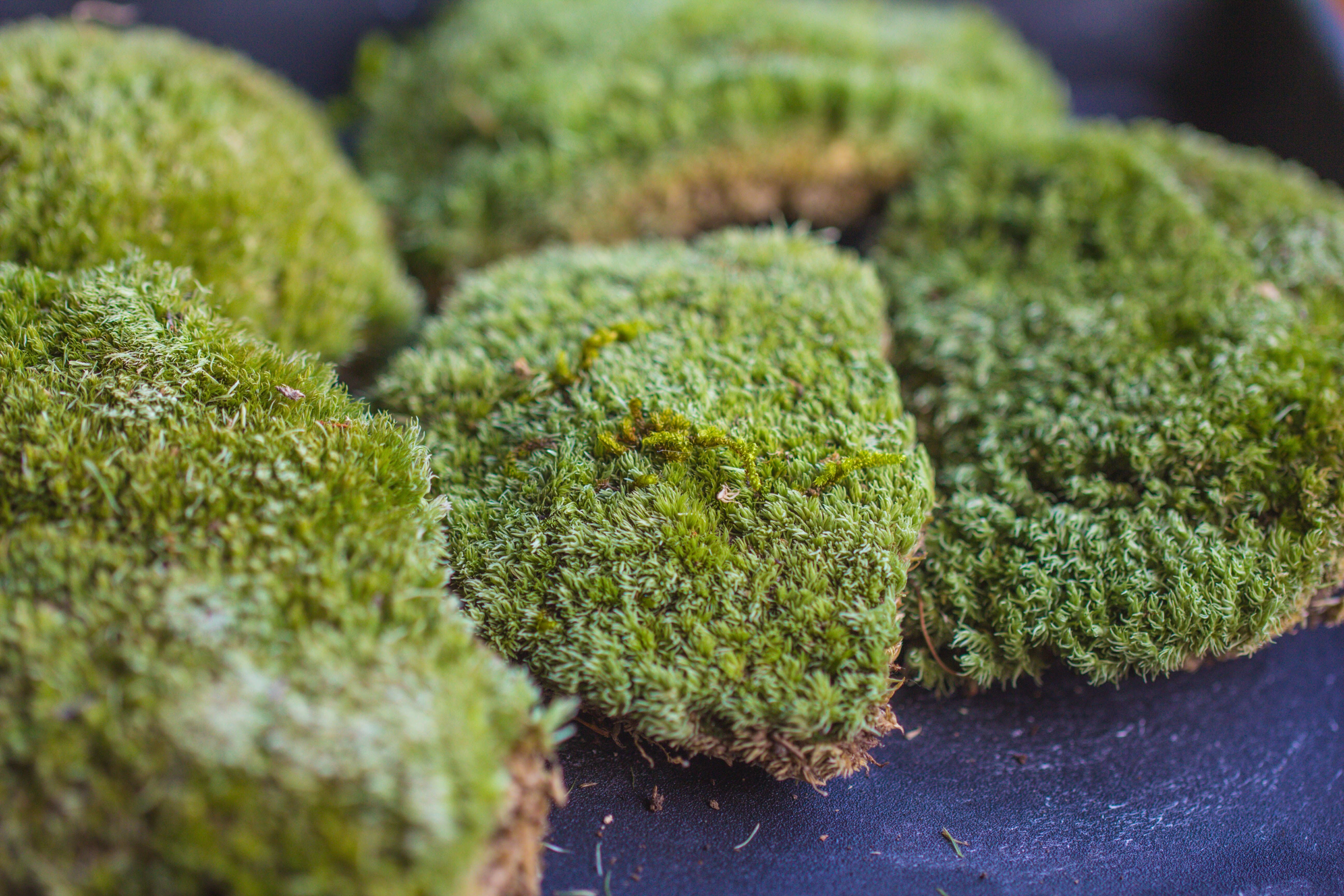 20x30cm  multiple pieces dry Leucobryum moss will regreen, for terrarium, micro landscape - NCYPgarden