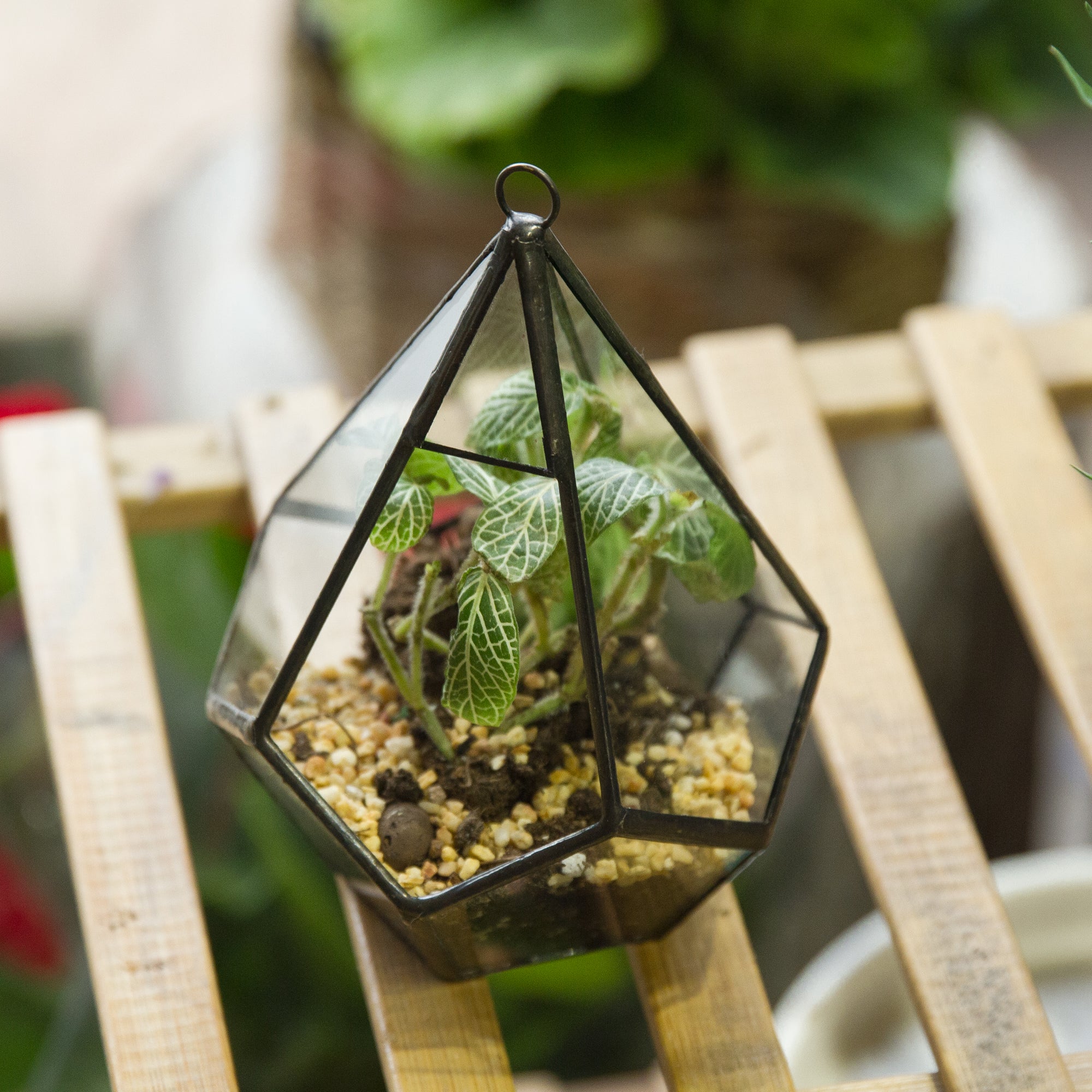 Handmade Artistic Hanging Glass Teardrop Diamond Geometric Terrarium with Loop for Succulent Moss - NCYPgarden