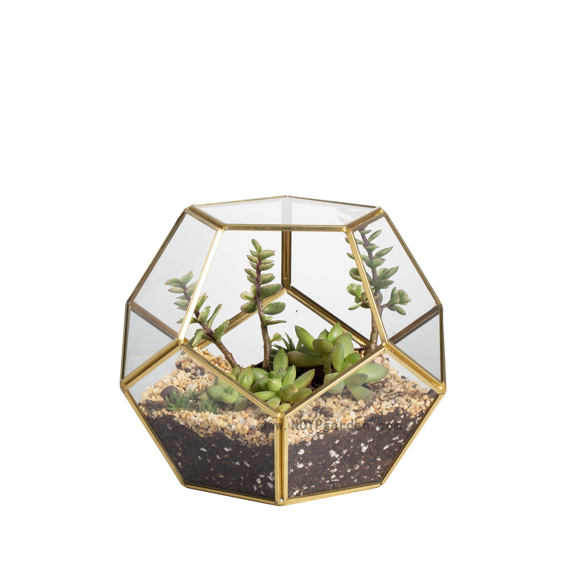 Handmade Gold Pentagon Geometric Glass Terrarium for Succulent Moss Airplants Wedding - NCYPgarden