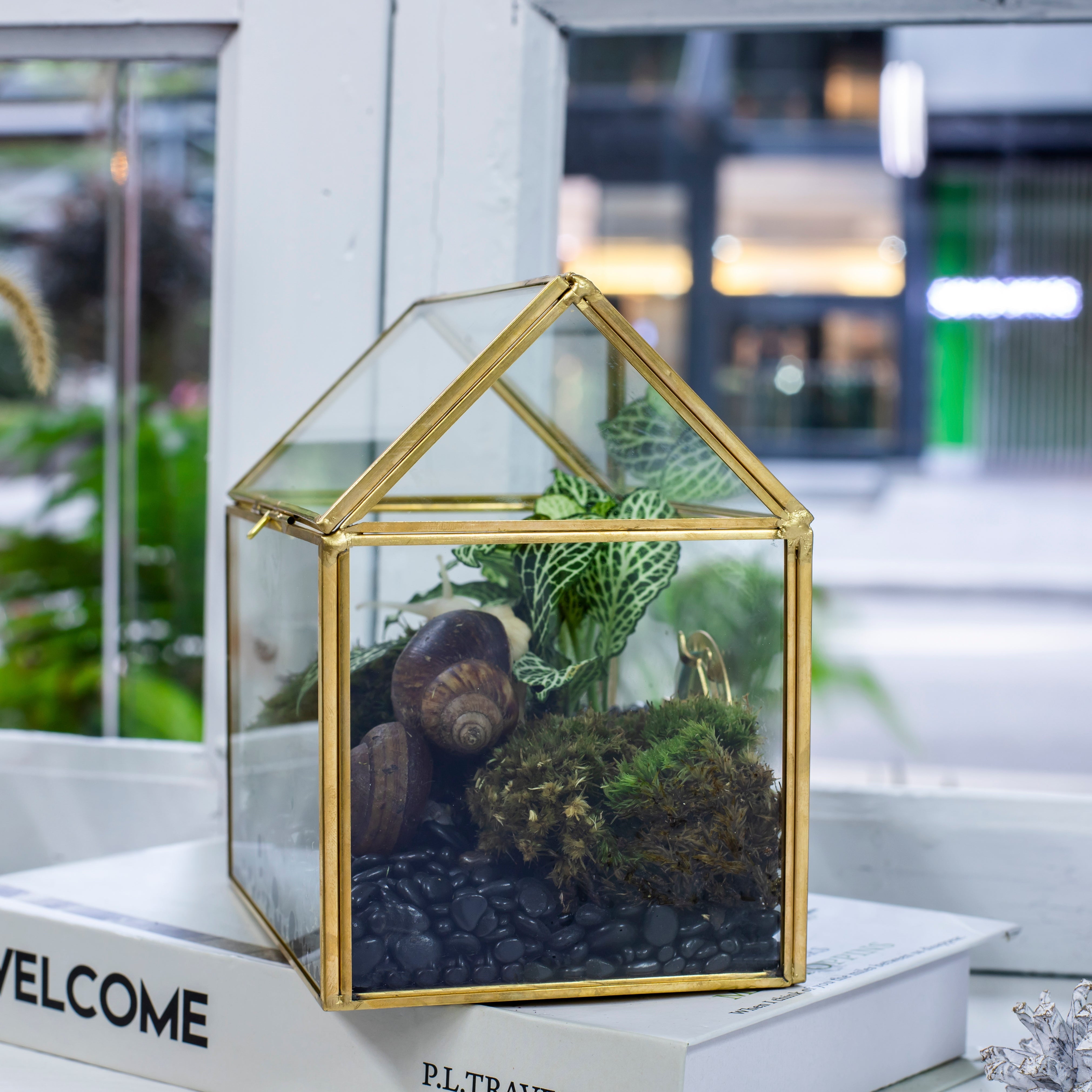 Handmade NCYP Geometric Glass Black Terrarium Box House Shape Close, Tabletop, Swing Lid  for Air Plants Moss Snail Reptile Habitat - NCYPgarden