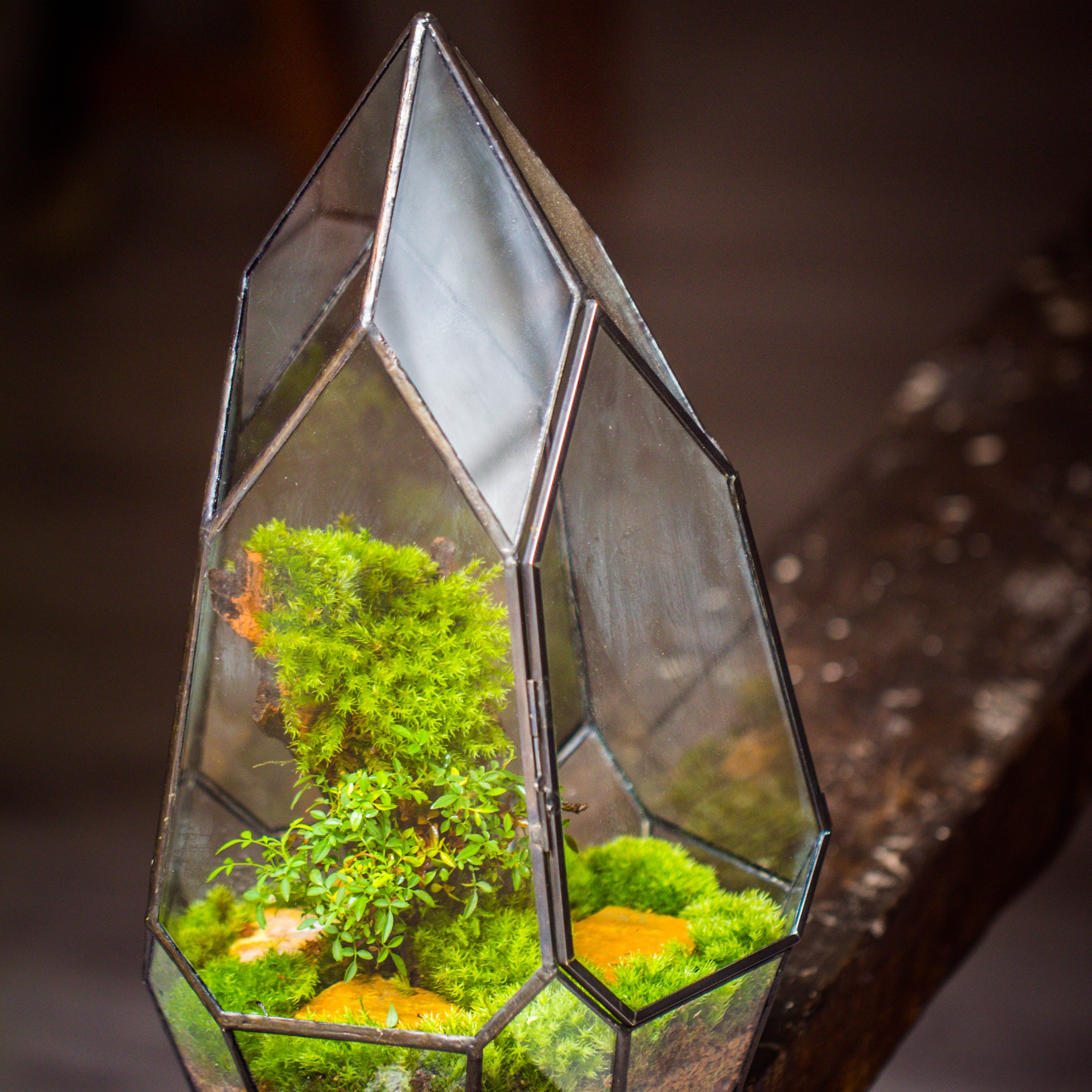 NCYP Irregular Close Geometric Glass Terrarium with door Tall Teardrop Planter Pot Miniature Moss, Tropical Plants Orchid Container - NCYPgarden