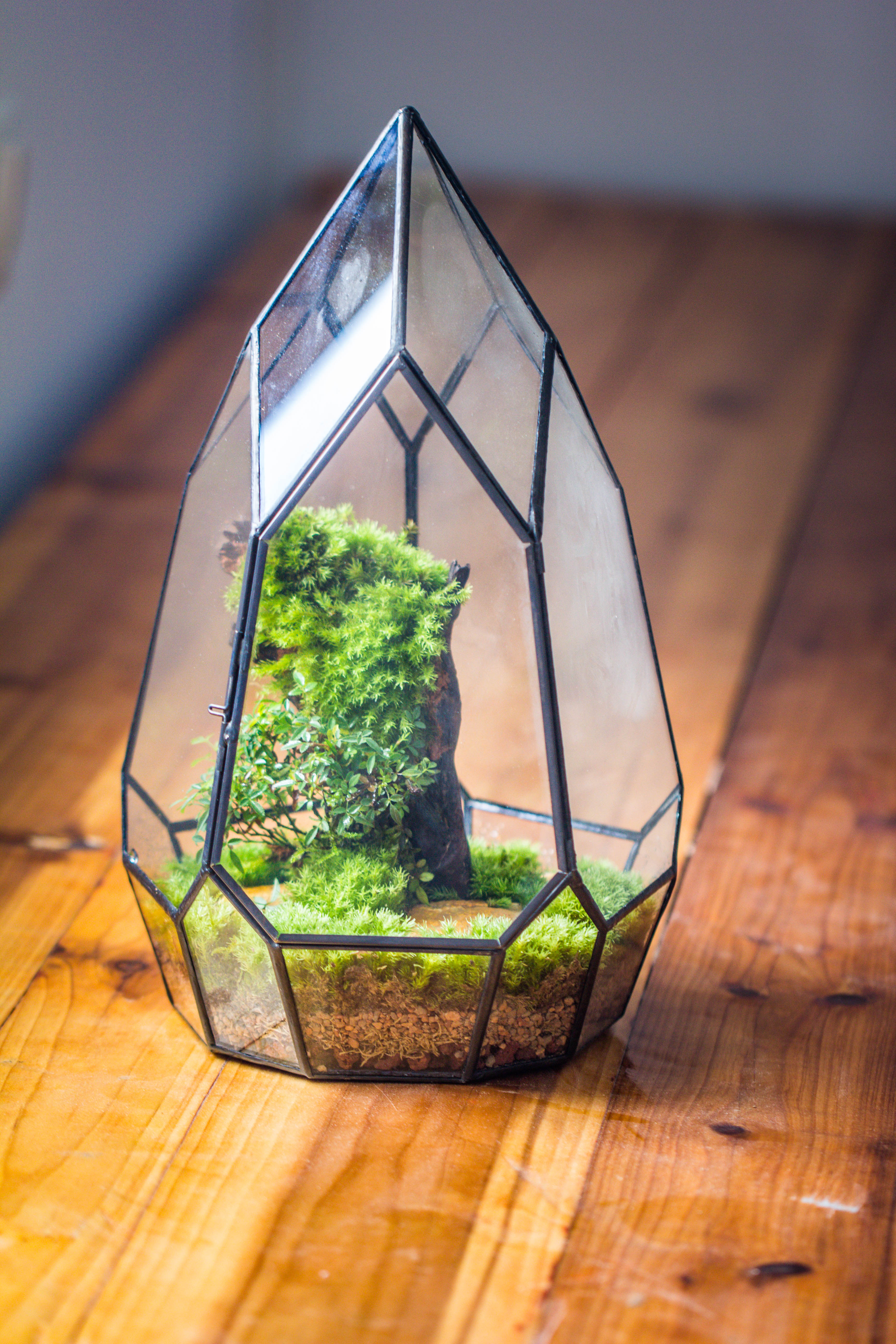 NCYP Irregular Close Geometric Glass Terrarium with door Tall Teardrop Planter Pot Miniature Moss, Tropical Plants Orchid Container - NCYPgarden