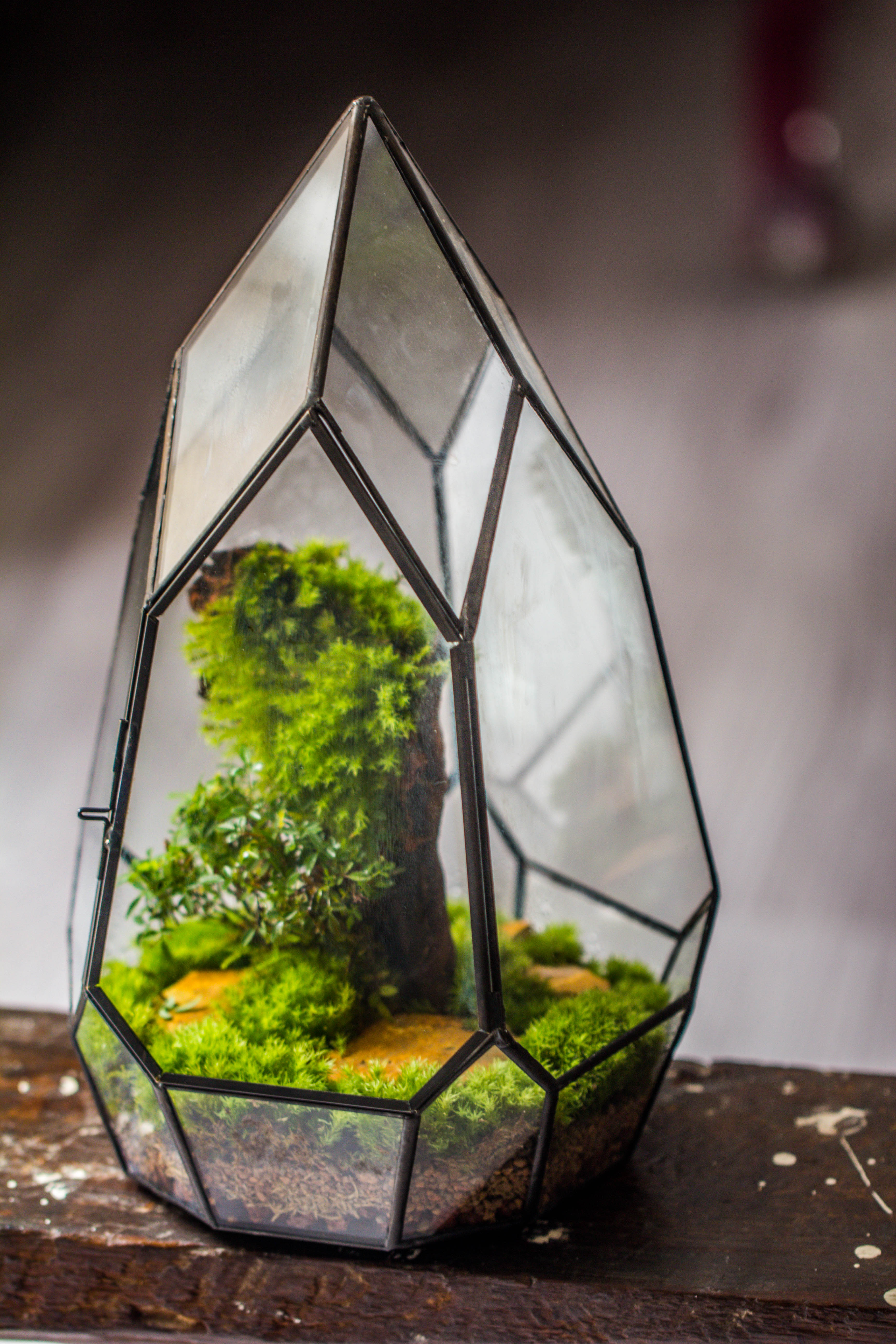 NCYP Irregular Close Geometric Glass Terrarium with door Tall Teardrop Planter Pot Miniature Moss, Tropical Plants Orchid Container - NCYPgarden