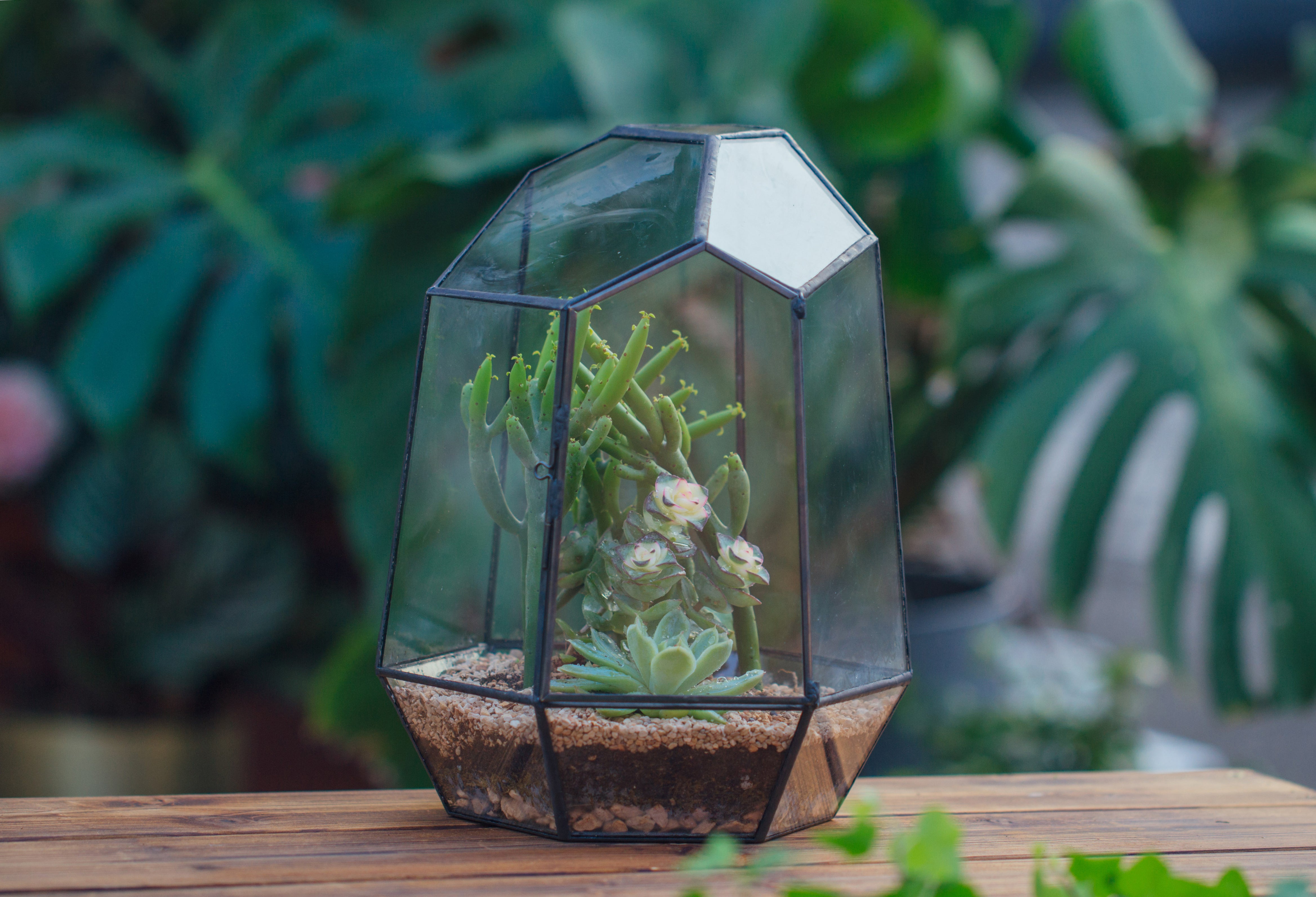 NCYP Close Geometric Glass Terrarium with Door, Tin Sealed Irregular Tall Planter Succulent Cacti Fern Flower Pot - NCYPgarden