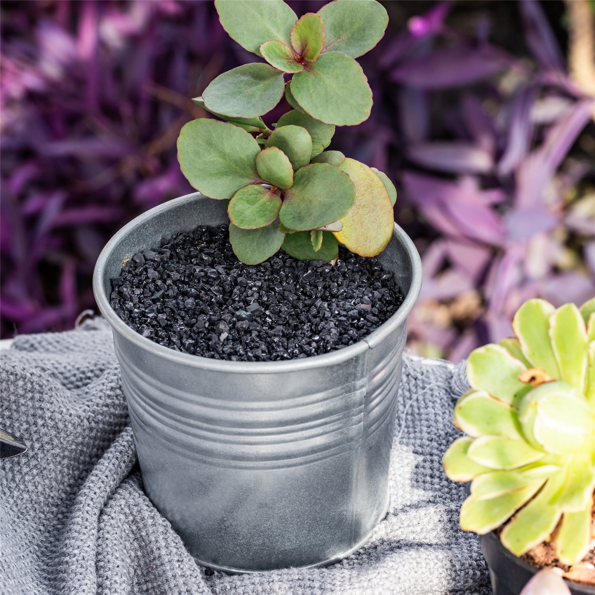 Decorative Black Galaxy Rocks Quartz Sand for Succulents Top Dressing, Terrarium, Fairy Gardening - NCYPgarden