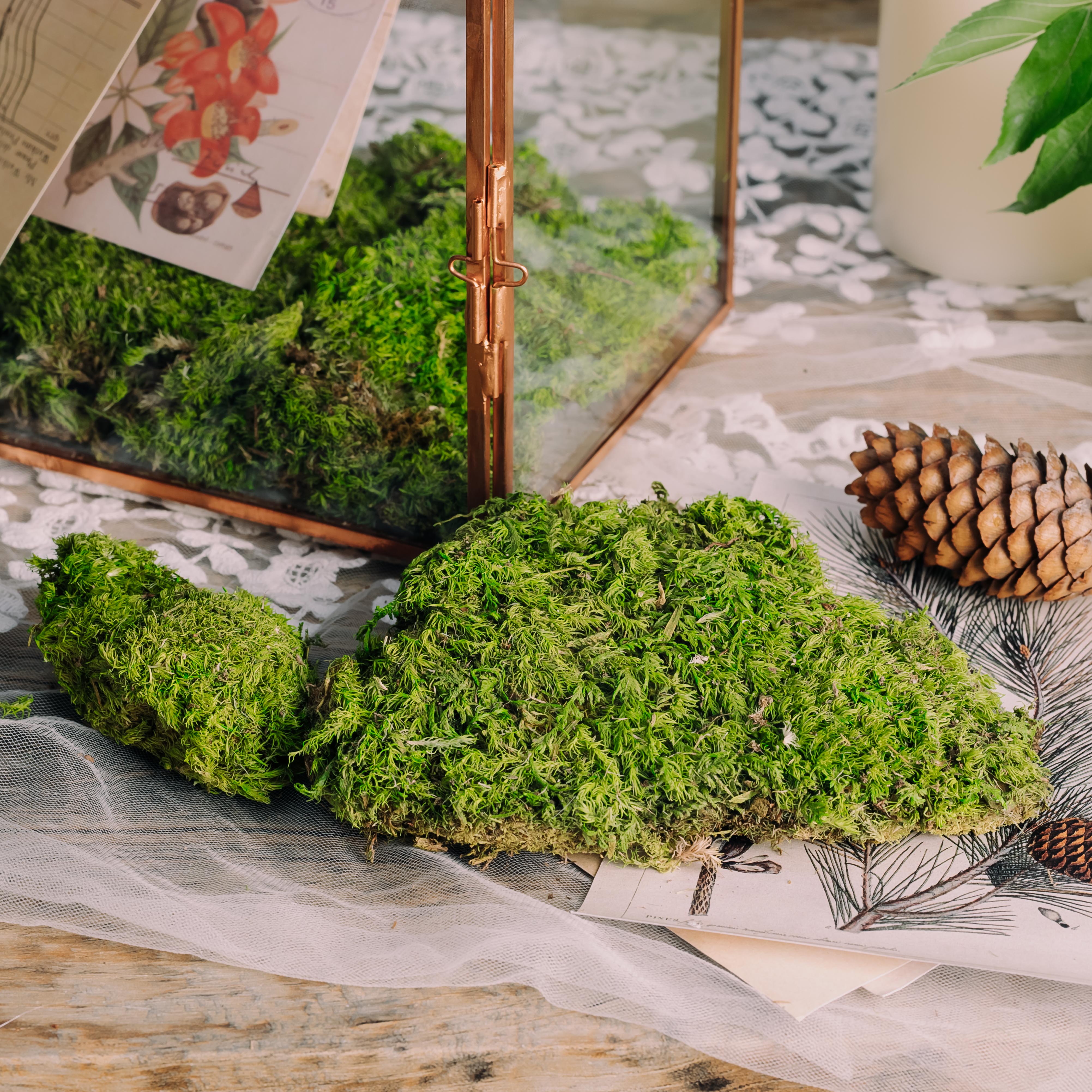 Preserved Short Moss, Natural Green 20x50cm, for DIY moss wall, moss terrarium, vertical garden - NCYPgarden