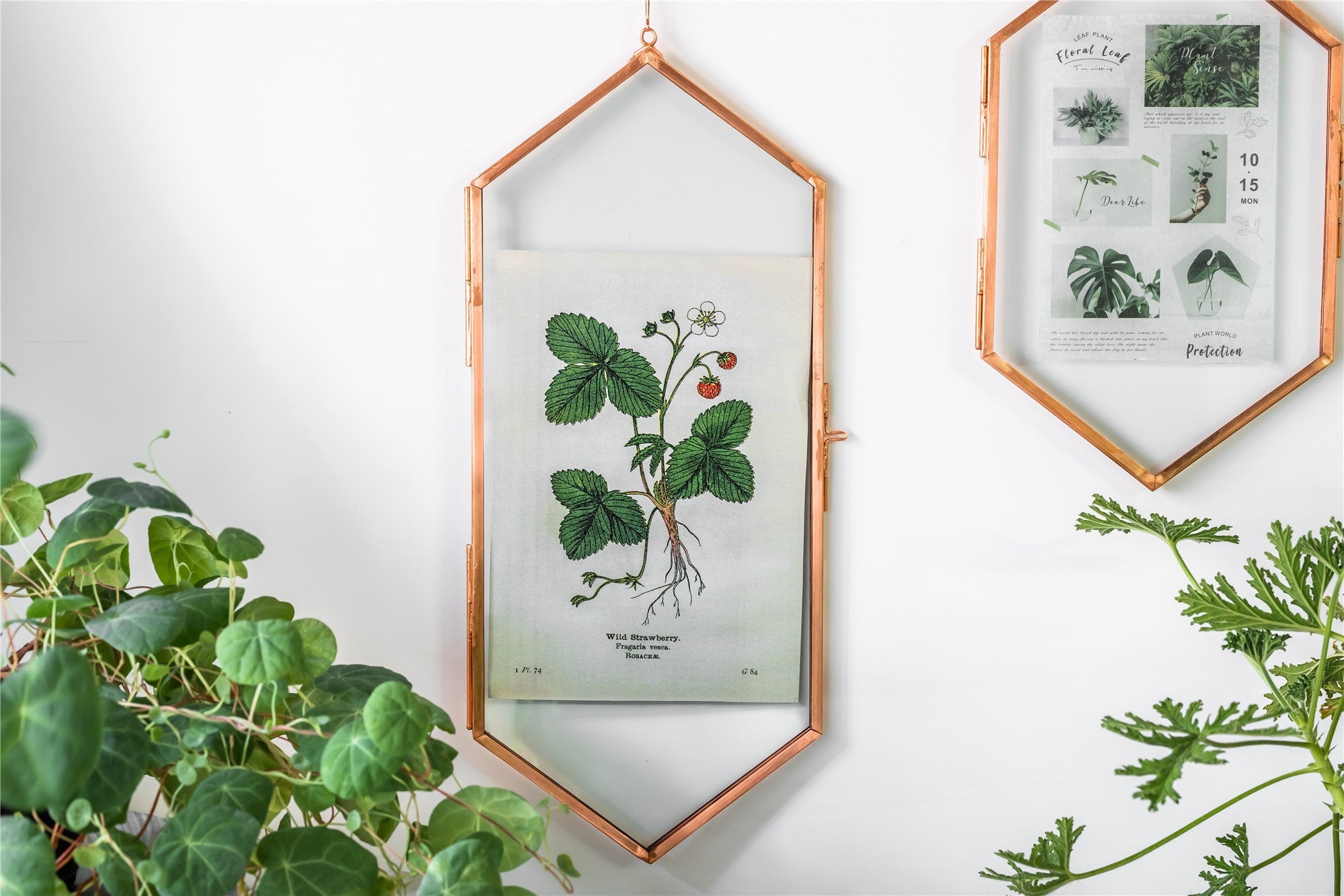 NCYP Vintage Rose Gold Copper Floating Hanging Glass Long Hexagon Frame for Fern, Pressed Flower - NCYPgarden