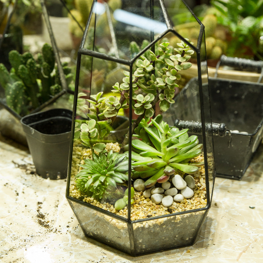 Handmade Black Various Size Irregular Tall Geometric Glass Terrarium Garden Succulents - NCYPgarden