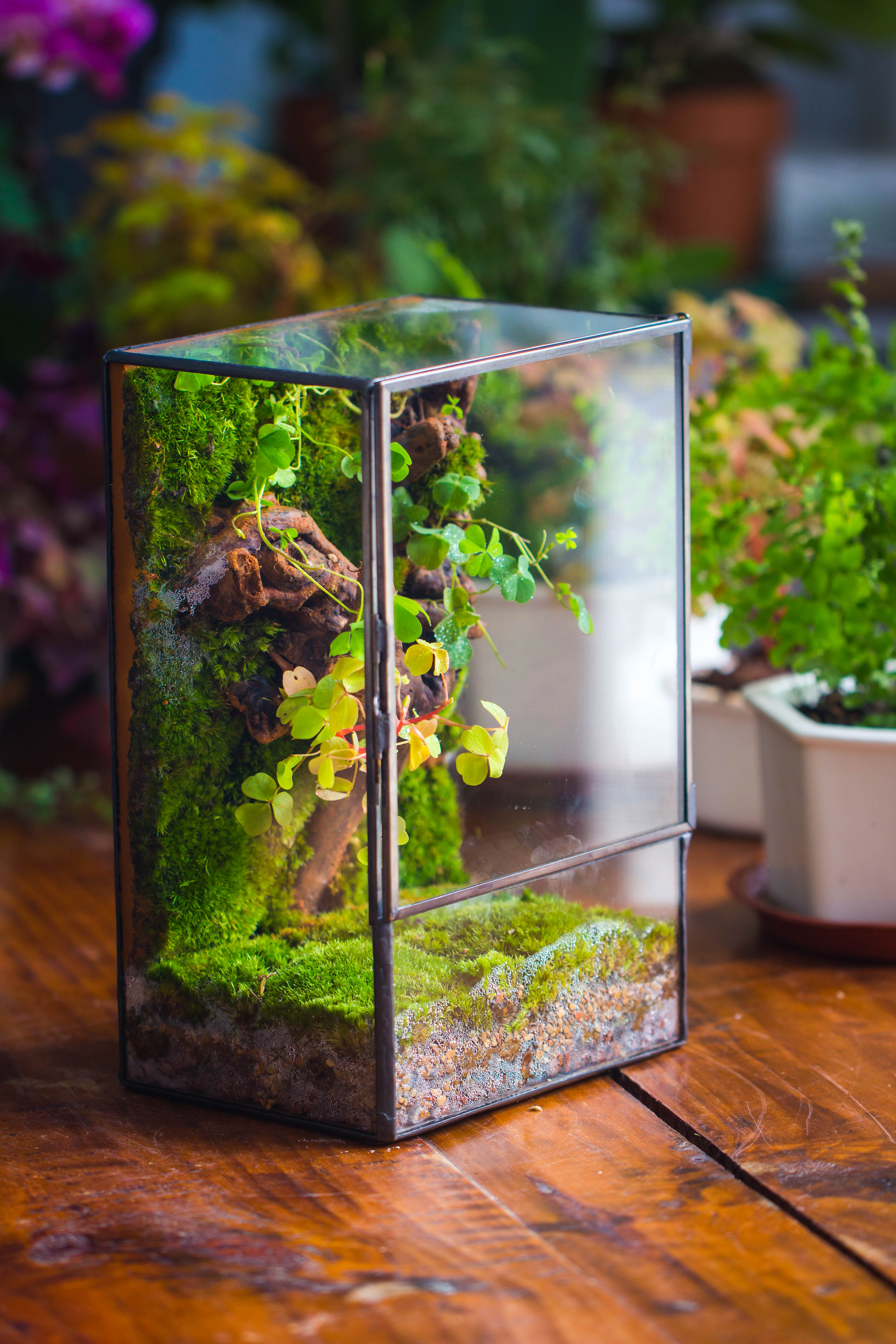 NCYP Close Geometric Glass Terrarium with Door, Tin Sealed  Rectangle Tall Moss wall Planter for Moss Wall, Fern, Landscape multiple size - NCYPgarden