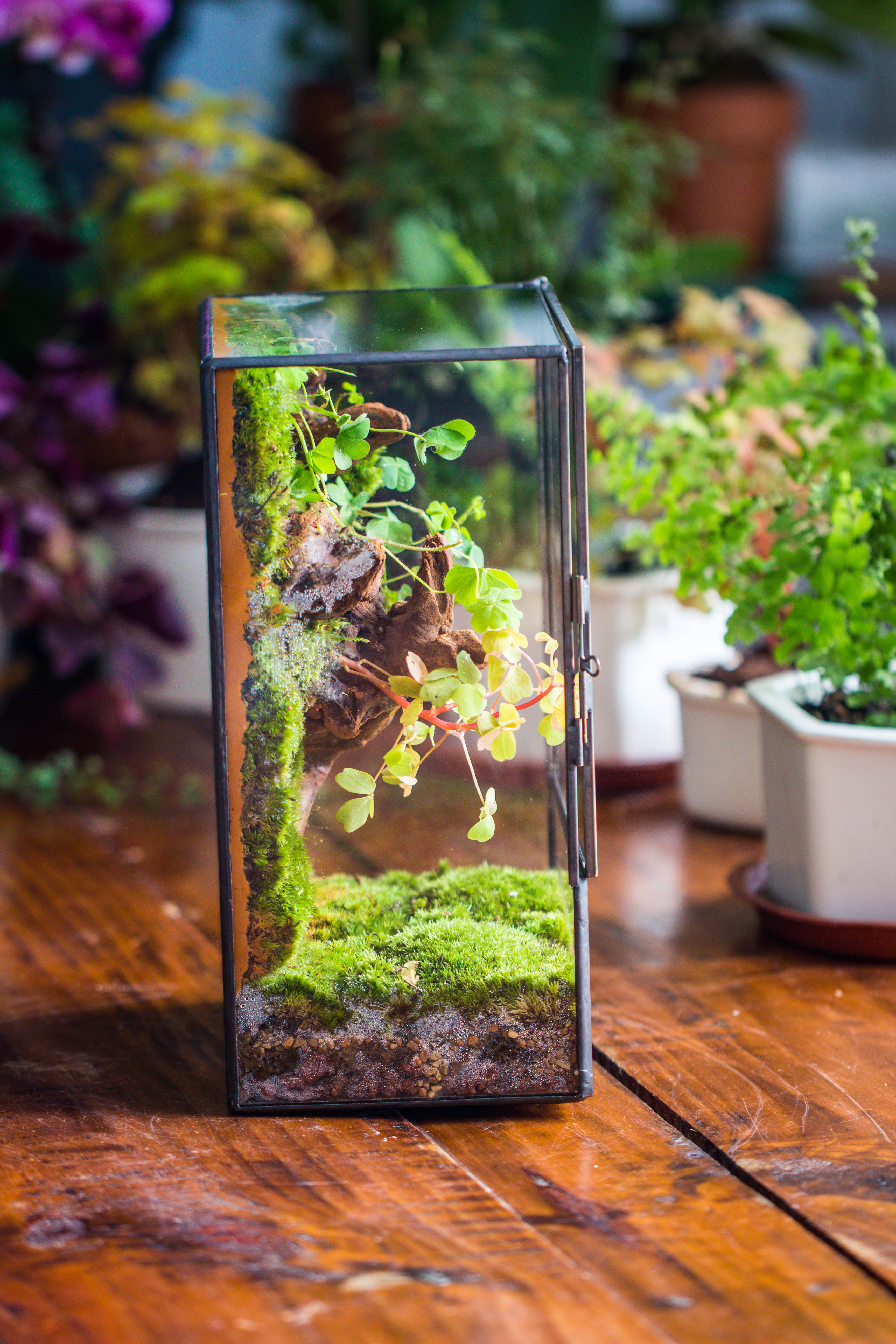 NCYP Close Geometric Glass Terrarium with Door, Tin Sealed  Rectangle Tall Moss wall Planter for Moss Wall, Fern, Landscape multiple size - NCYPgarden