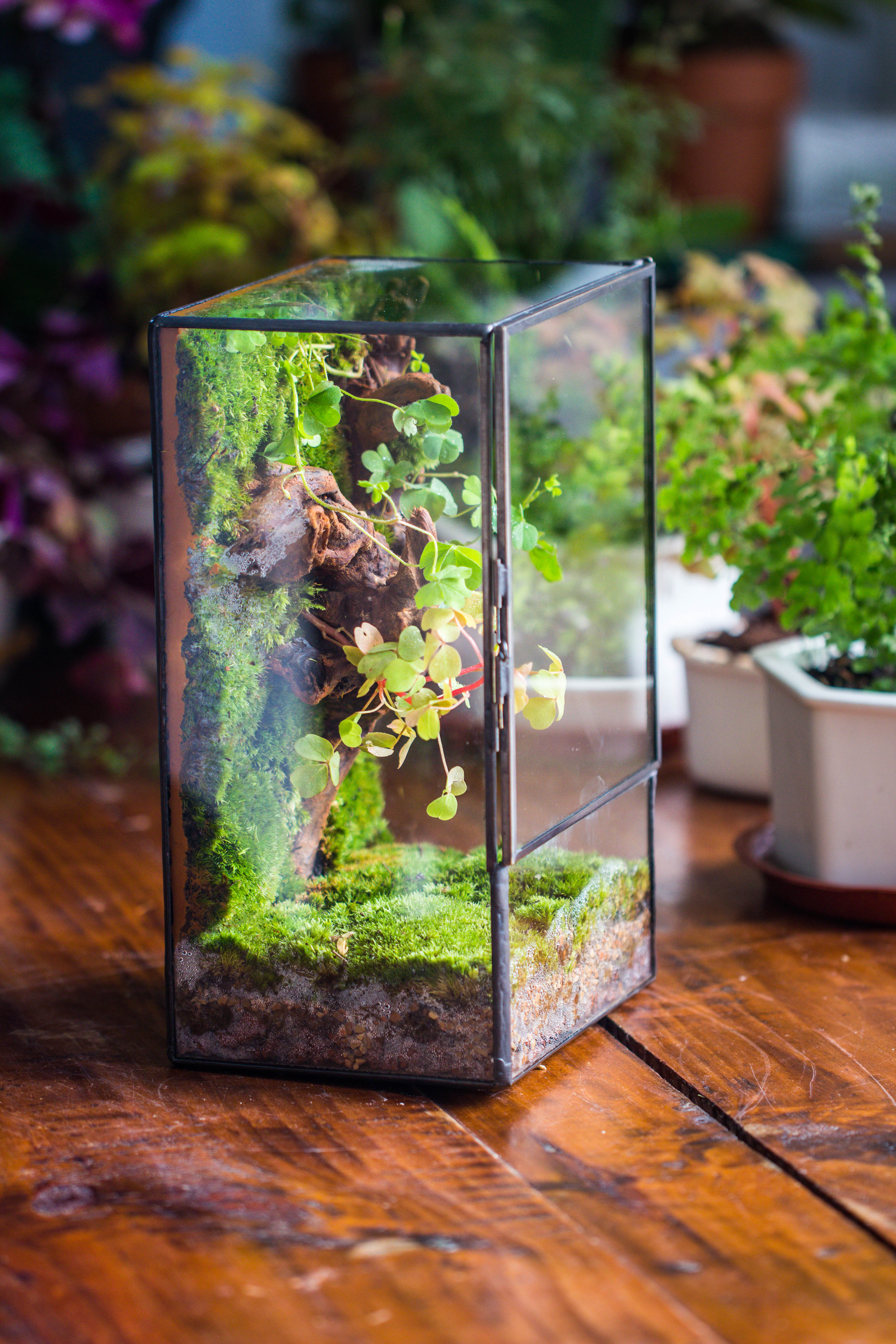 NCYP Close Geometric Glass Terrarium with Door, Tin Sealed  Rectangle Tall Moss wall Planter for Moss Wall, Fern, Landscape multiple size - NCYPgarden