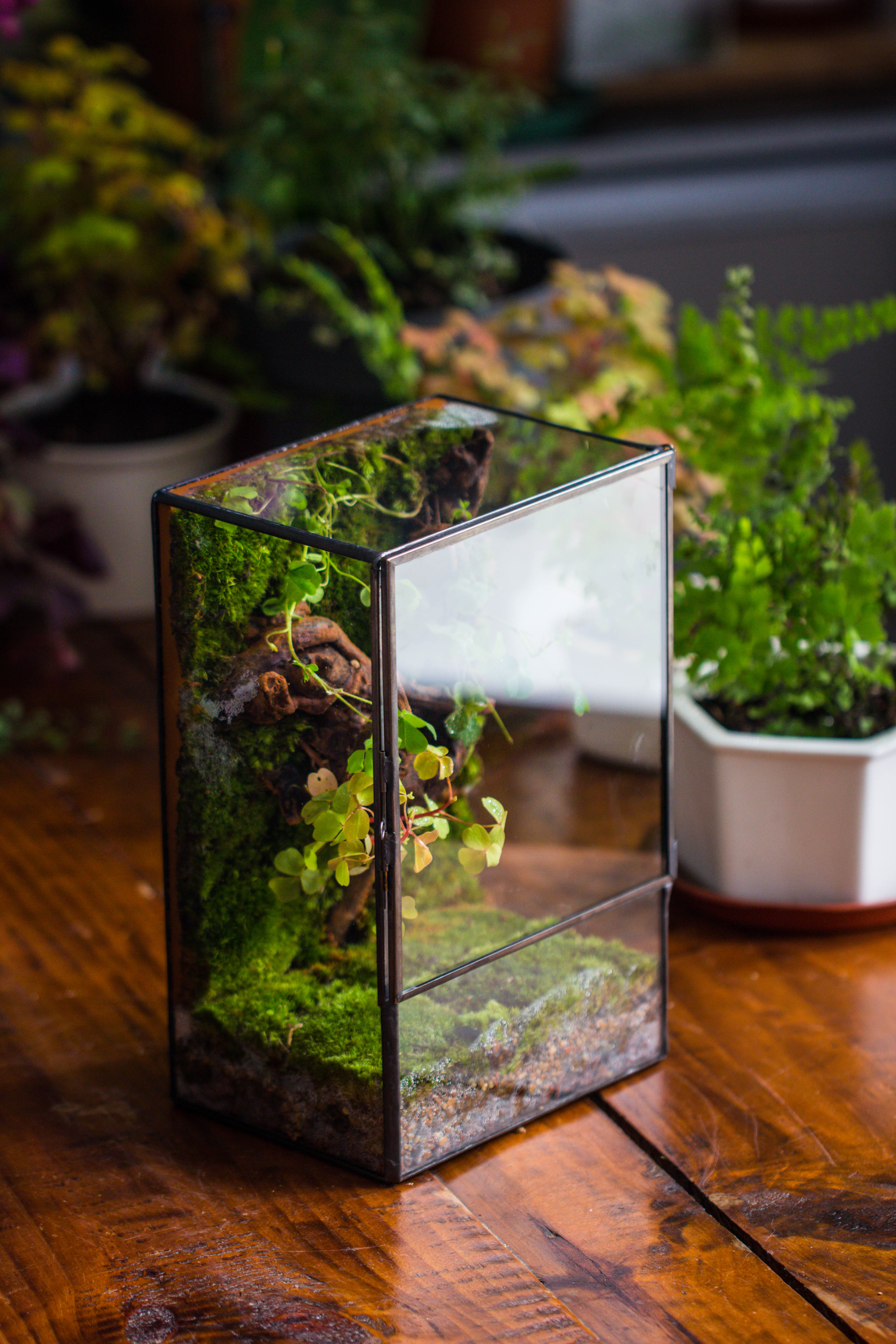 NCYP Close Geometric Glass Terrarium with Door, Tin Sealed  Rectangle Tall Moss wall Planter for Moss Wall, Fern, Landscape multiple size - NCYPgarden