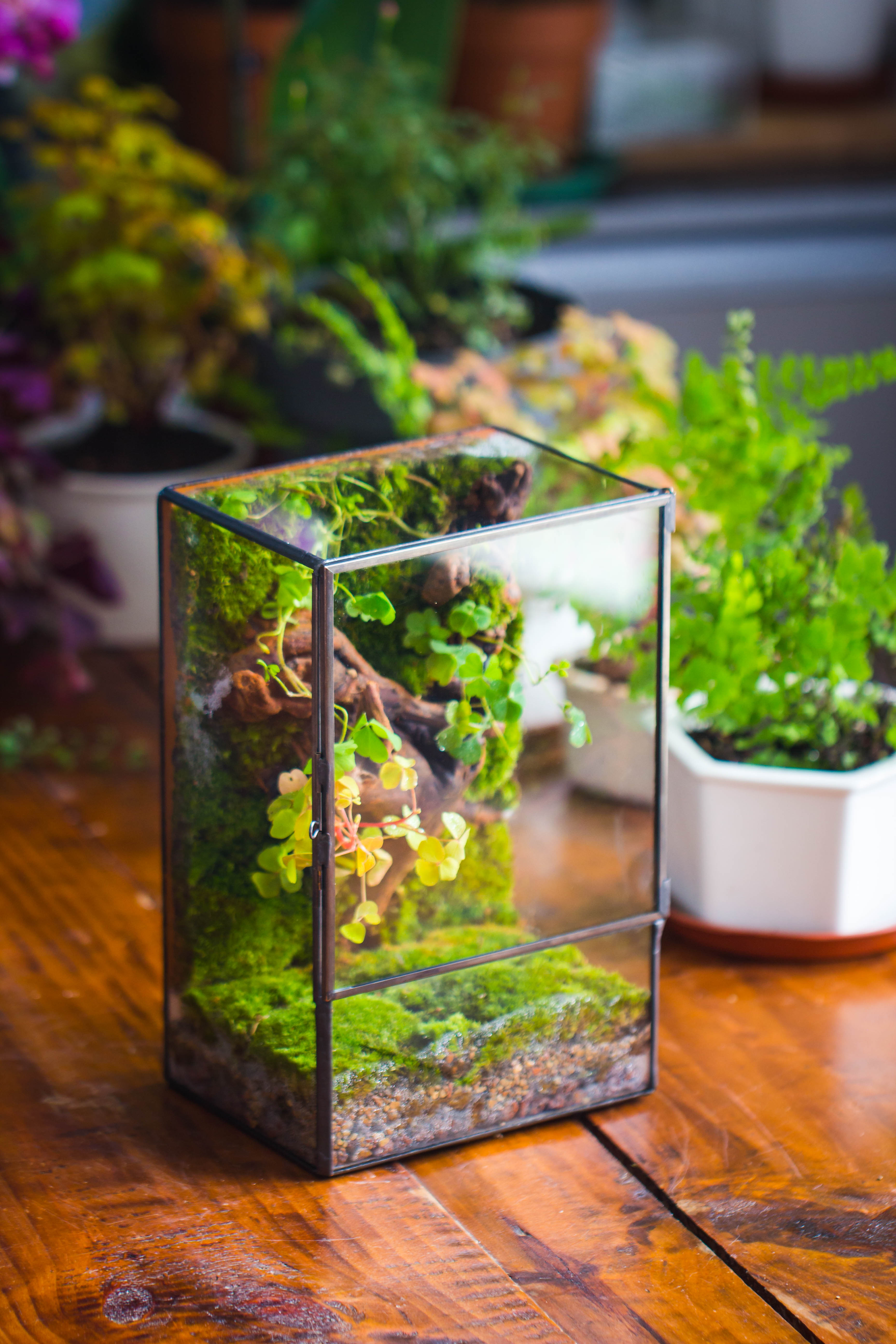 NCYP Close Geometric Glass Terrarium with Door, Tin Sealed  Rectangle Tall Moss wall Planter for Moss Wall, Fern, Landscape multiple size - NCYPgarden