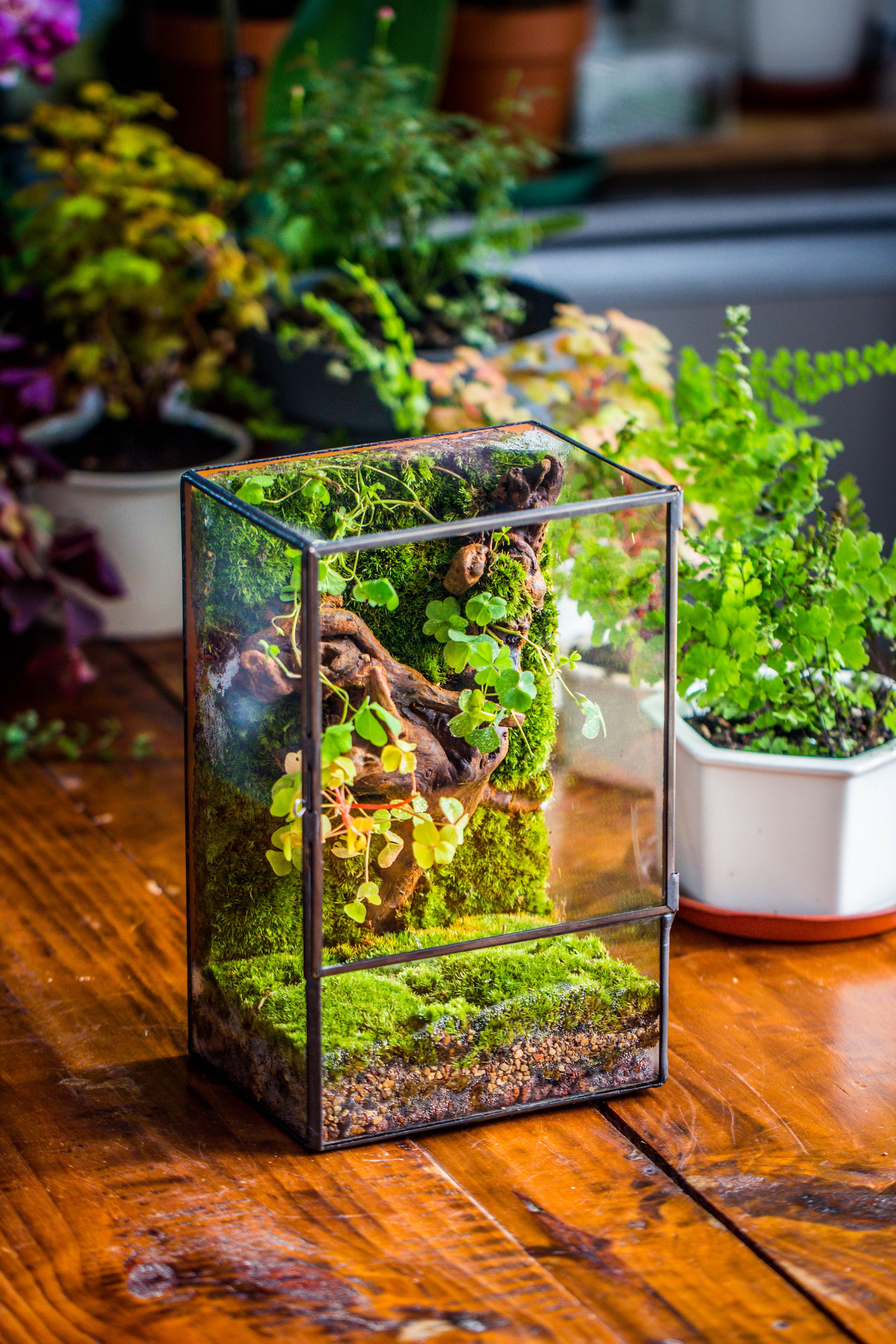 Geometric Glass Terrarium with Door - Moss Wall Planter — NCYPgarden