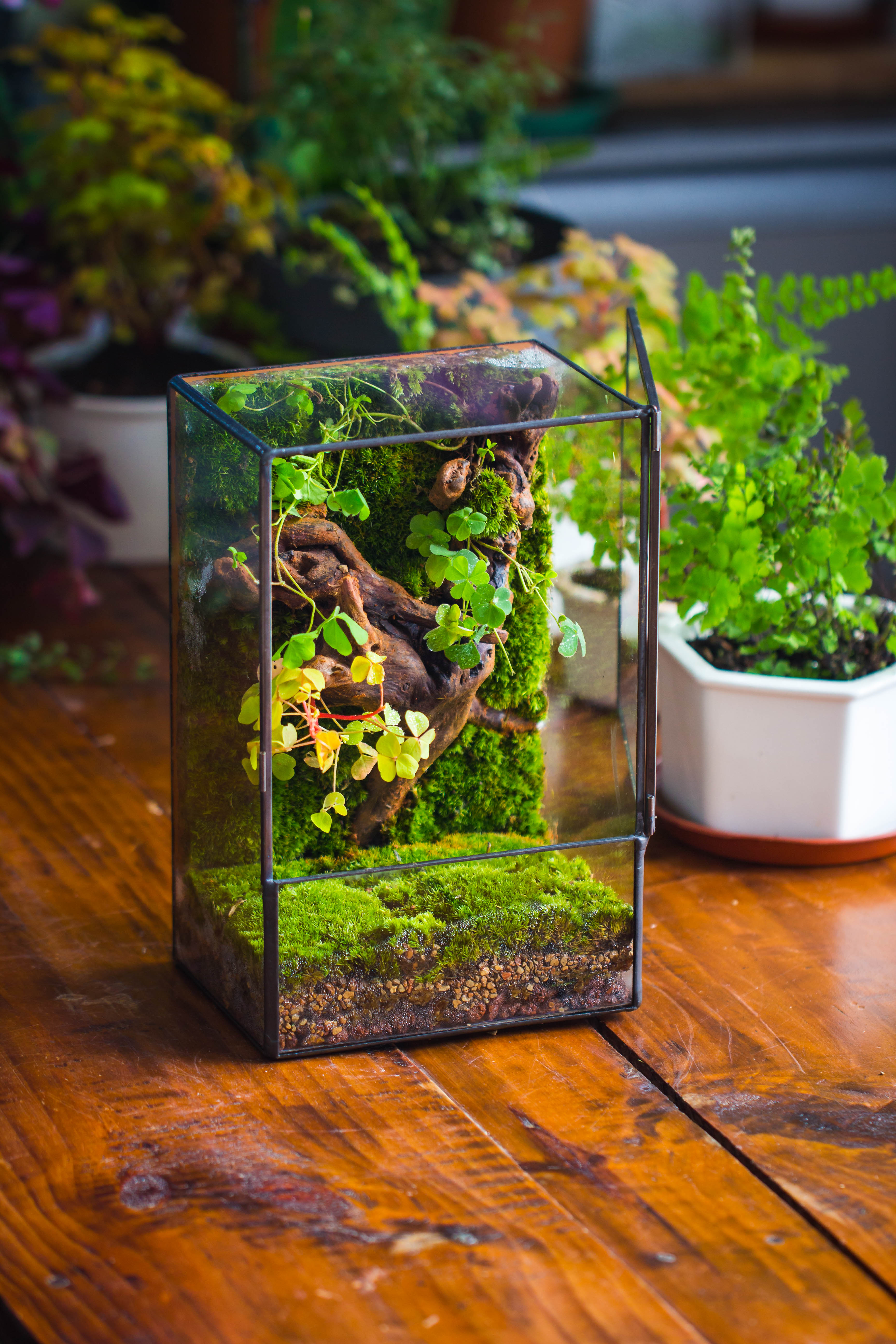 NCYP Close Geometric Glass Terrarium with Door, Tin Sealed  Rectangle Tall Moss wall Planter for Moss Wall, Fern, Landscape multiple size - NCYPgarden