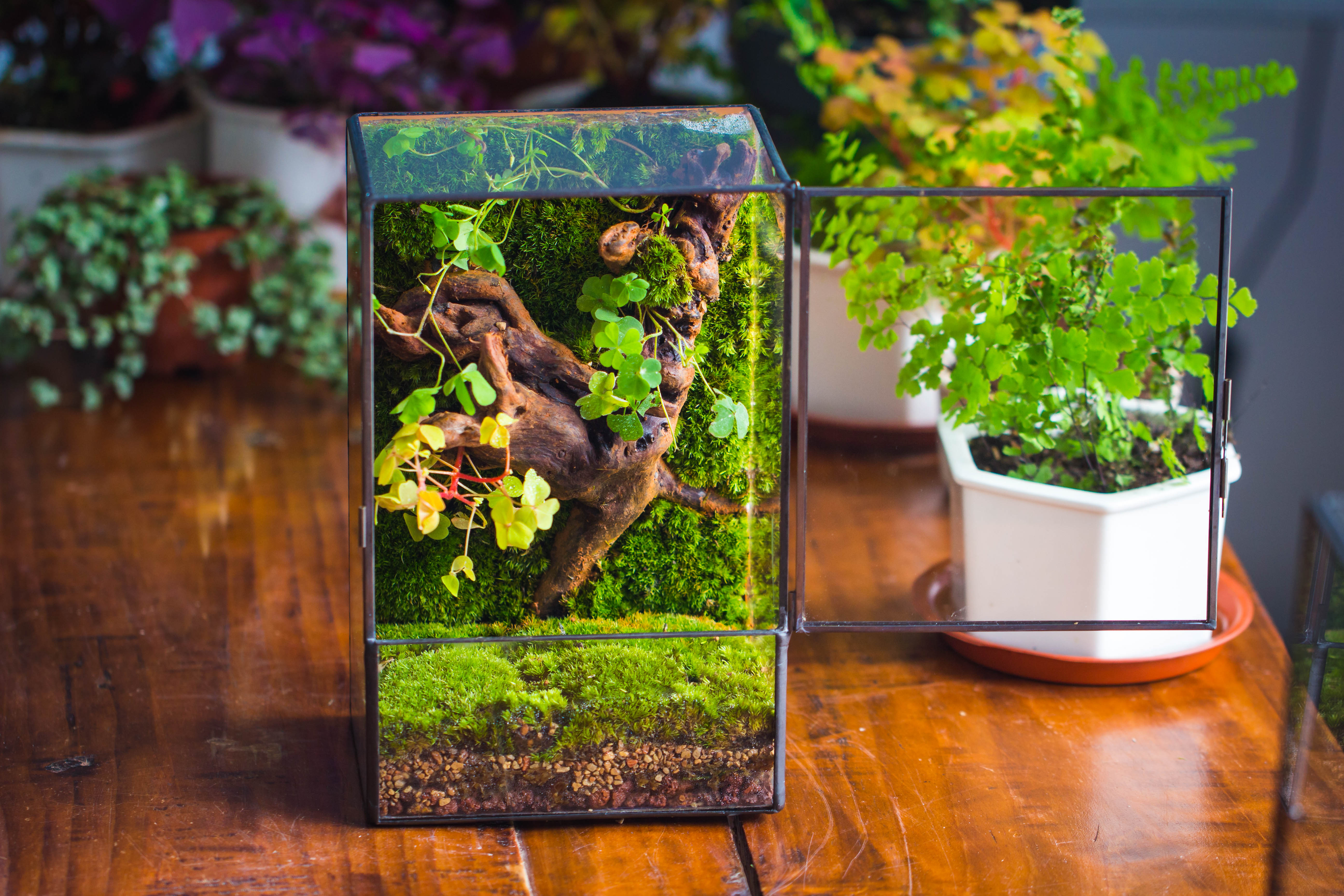 NCYP Close Geometric Glass Terrarium with Door, Tin Sealed  Rectangle Tall Moss wall Planter for Moss Wall, Fern, Landscape multiple size - NCYPgarden