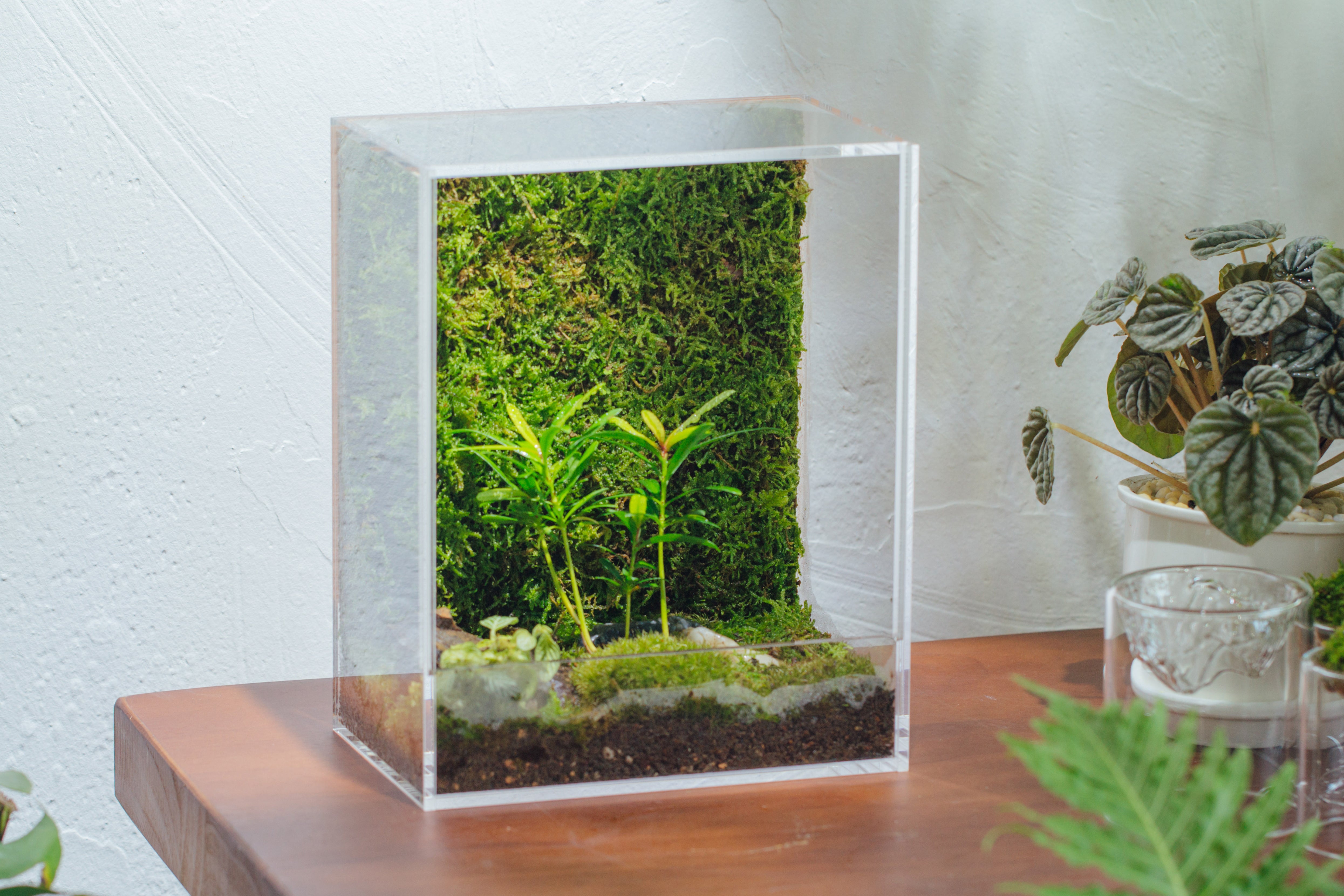 handmade water tight, sealed, enclosed, rectangle acrylic terrarium, fish tank, moss fern terrarium Paludarium Vivarium, no watering - NCYPgarden