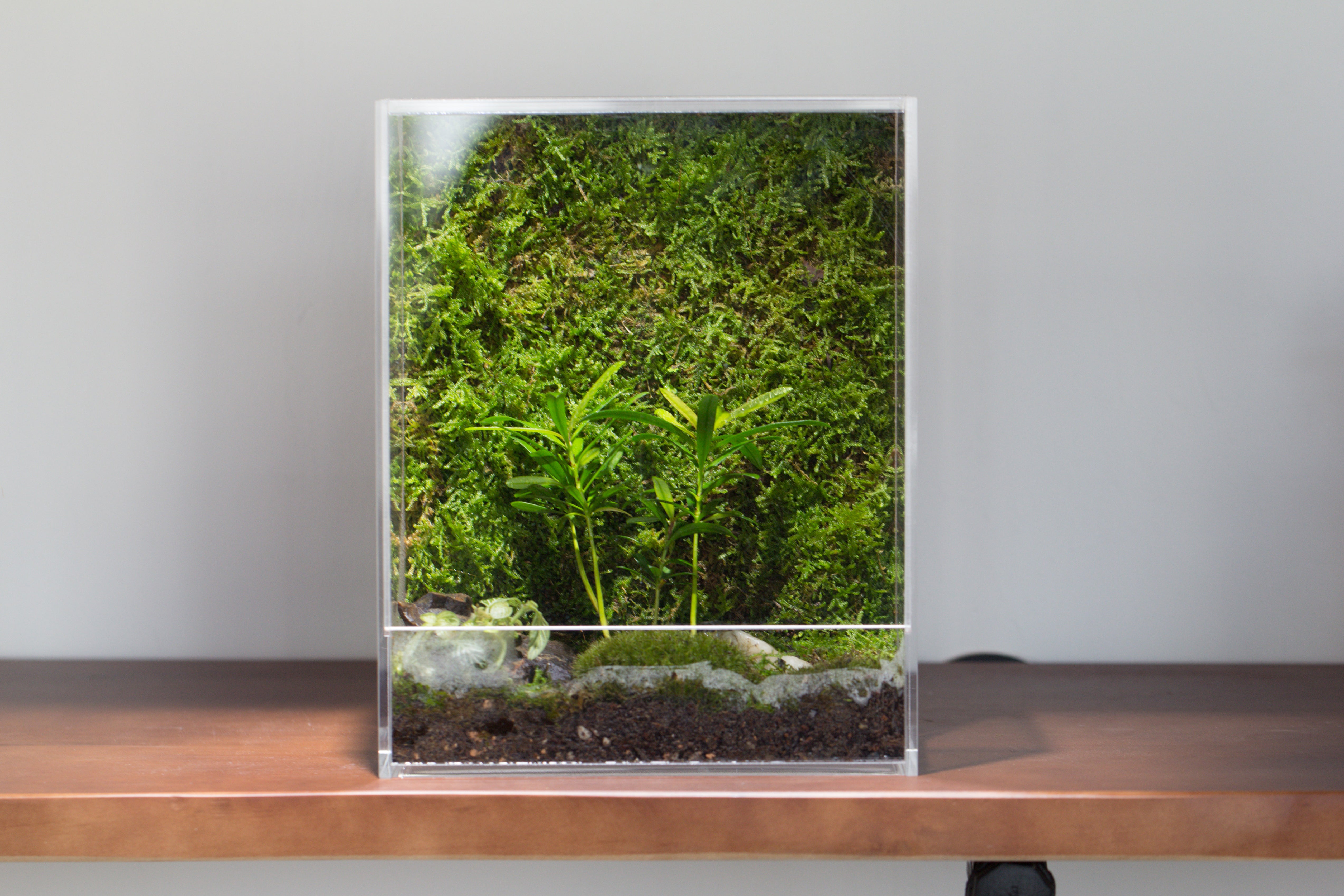 handmade water tight, sealed, enclosed, rectangle acrylic terrarium, fish tank, moss fern terrarium Paludarium Vivarium, no watering - NCYPgarden