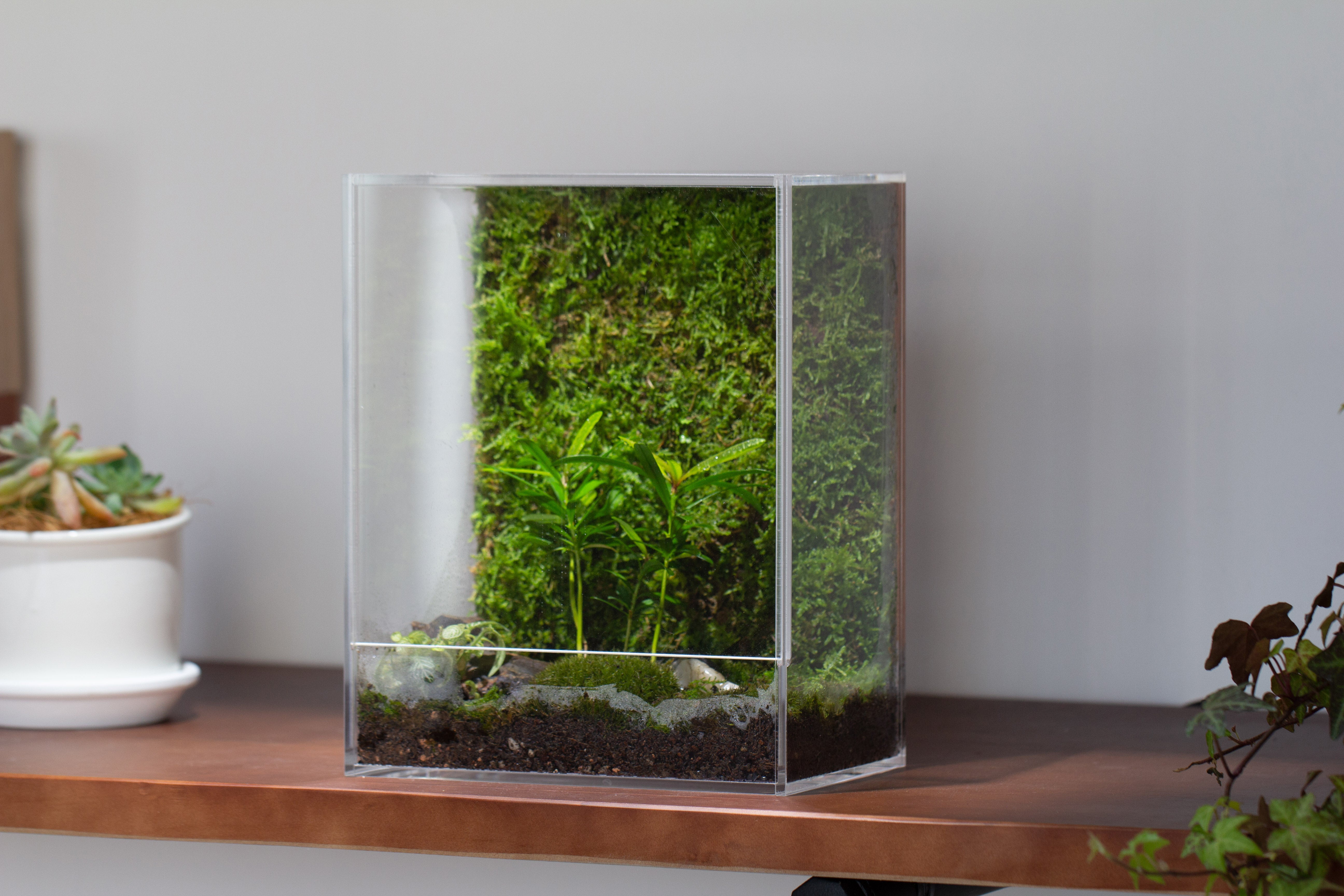 handmade water tight, sealed, enclosed, rectangle acrylic terrarium, fish tank, moss fern terrarium Paludarium Vivarium, no watering - NCYPgarden