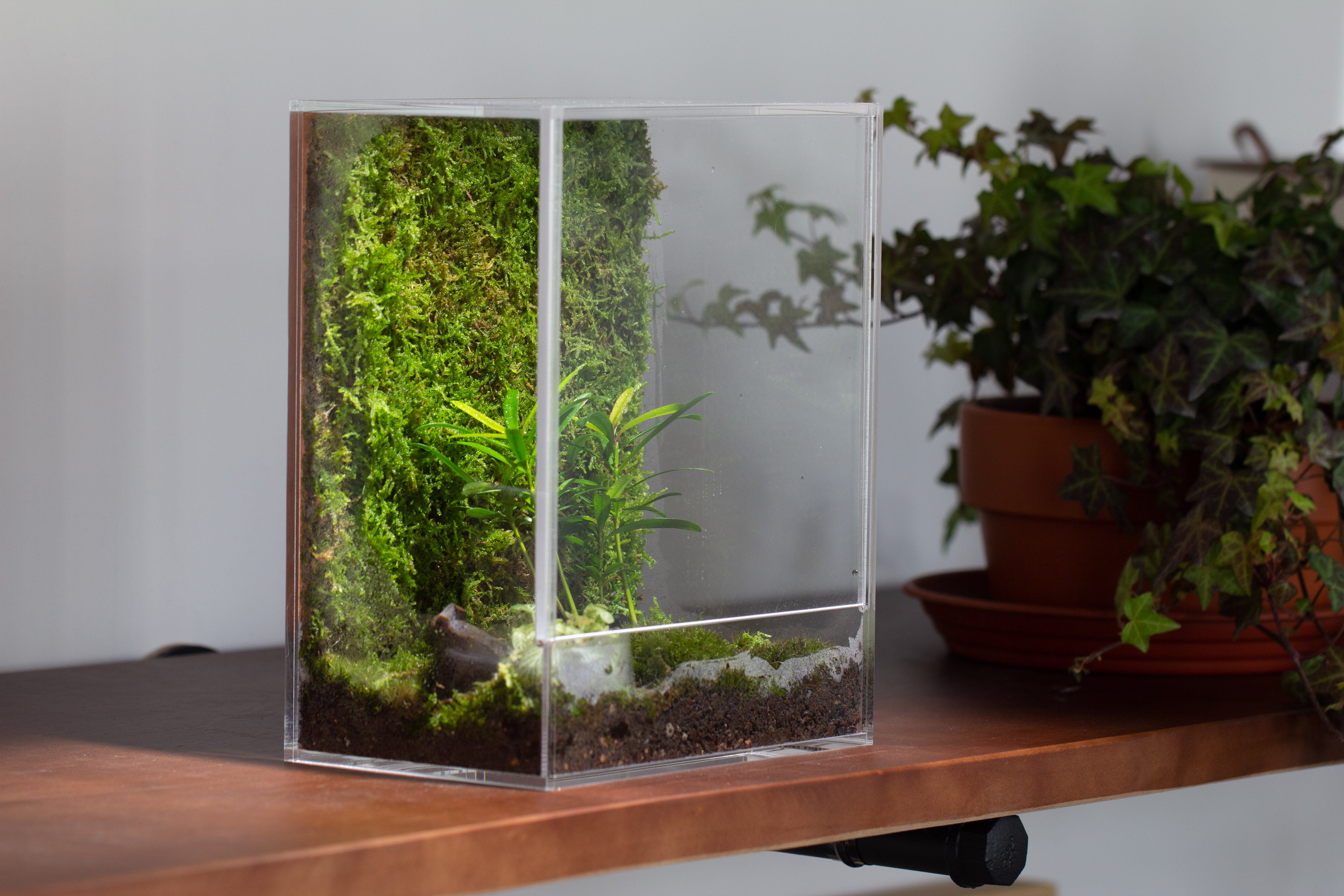 handmade water tight, sealed, enclosed, rectangle acrylic terrarium, fish tank, moss fern terrarium Paludarium Vivarium, no watering - NCYPgarden