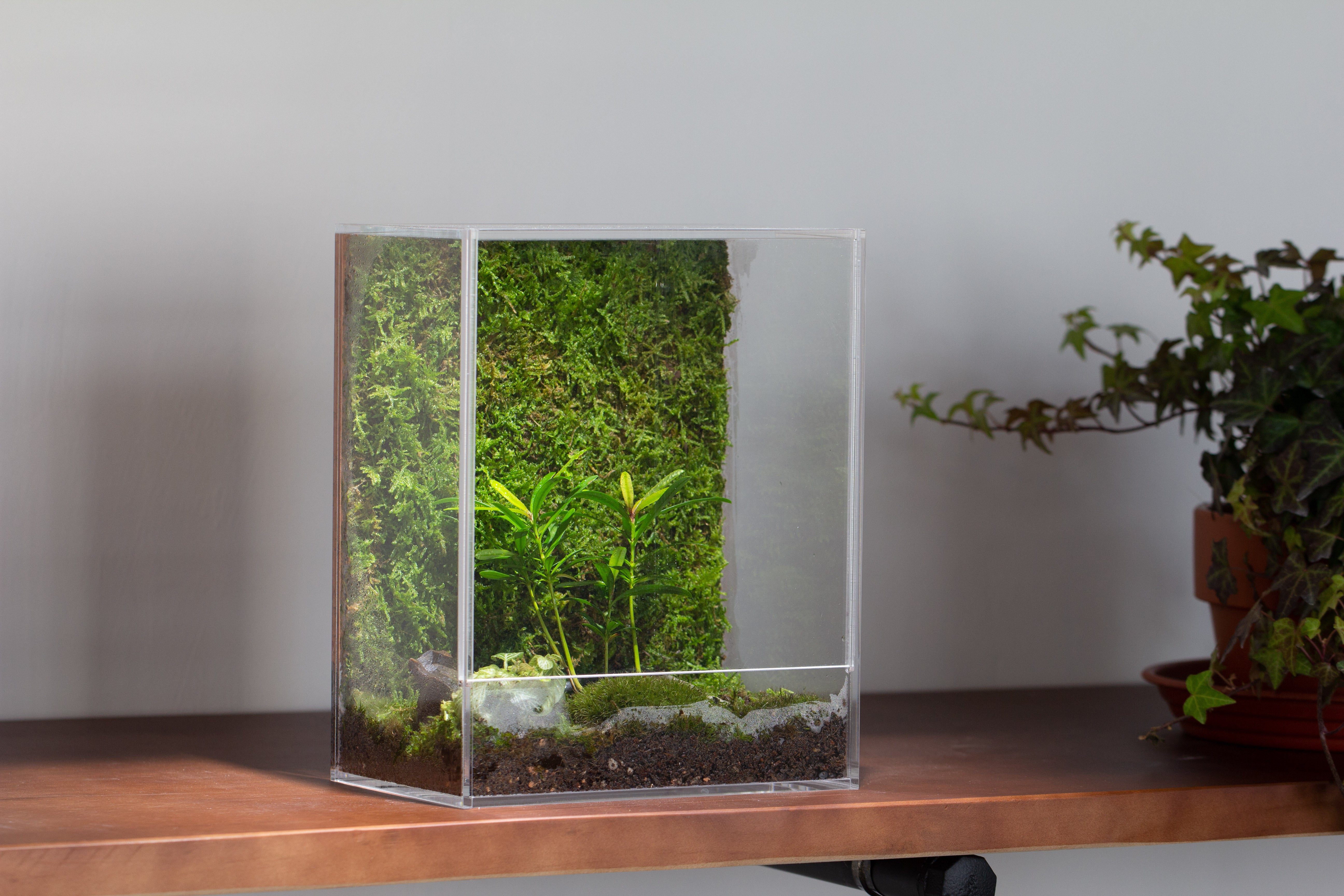 handmade water tight, sealed, enclosed, rectangle acrylic terrarium, fish tank, moss fern terrarium Paludarium Vivarium, no watering - NCYPgarden