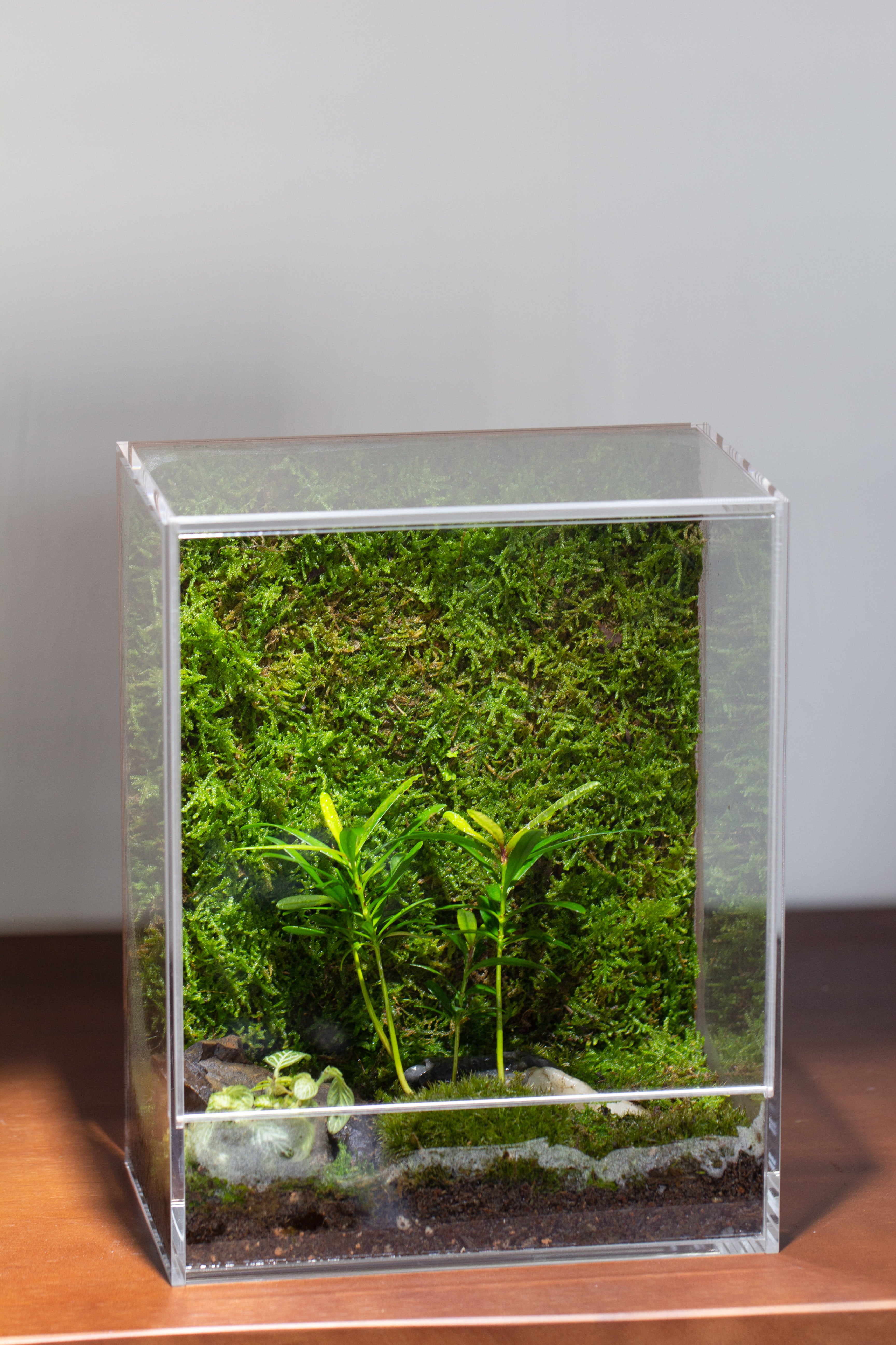 handmade water tight, sealed, enclosed, rectangle acrylic terrarium, fish tank, moss fern terrarium Paludarium Vivarium, no watering - NCYPgarden